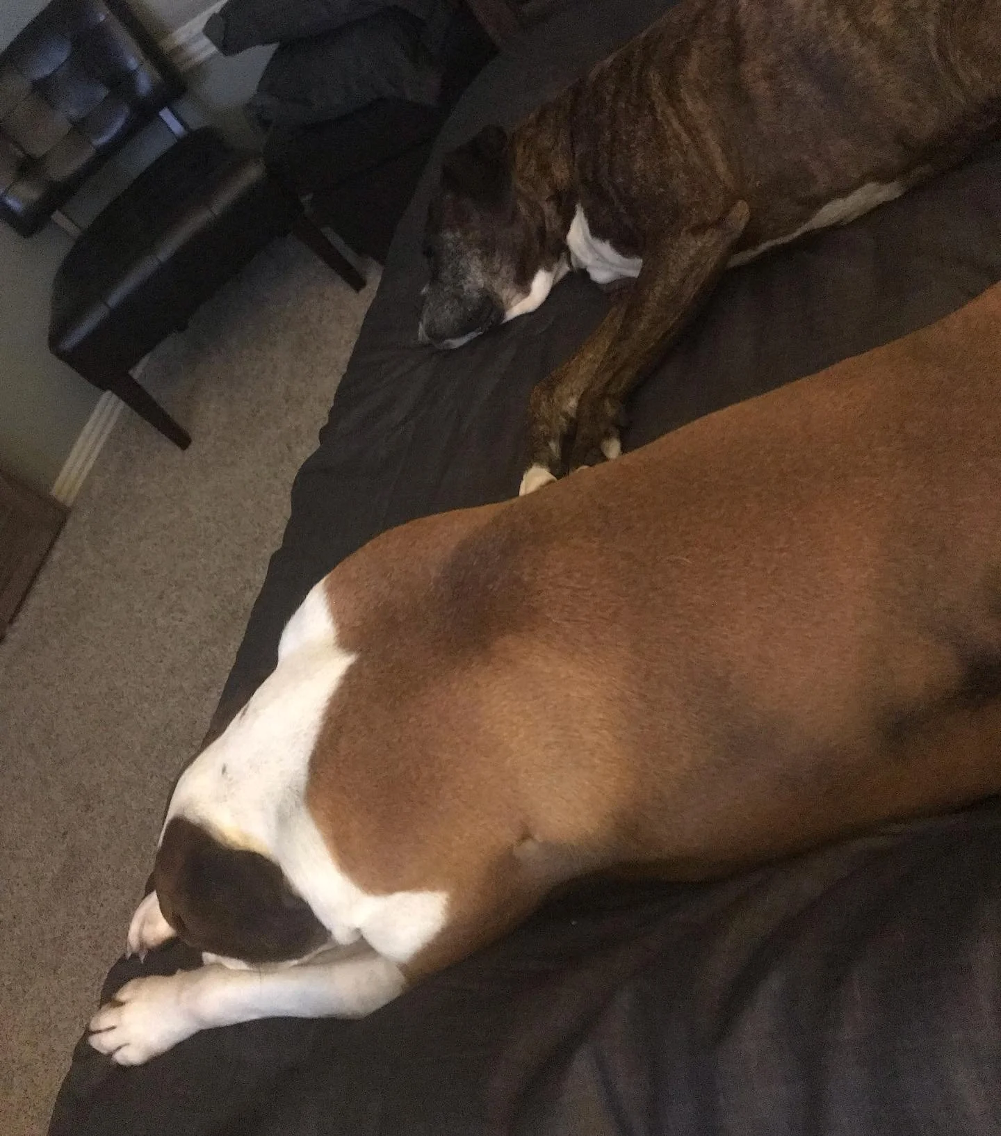 Boxers - Ruby and Manny