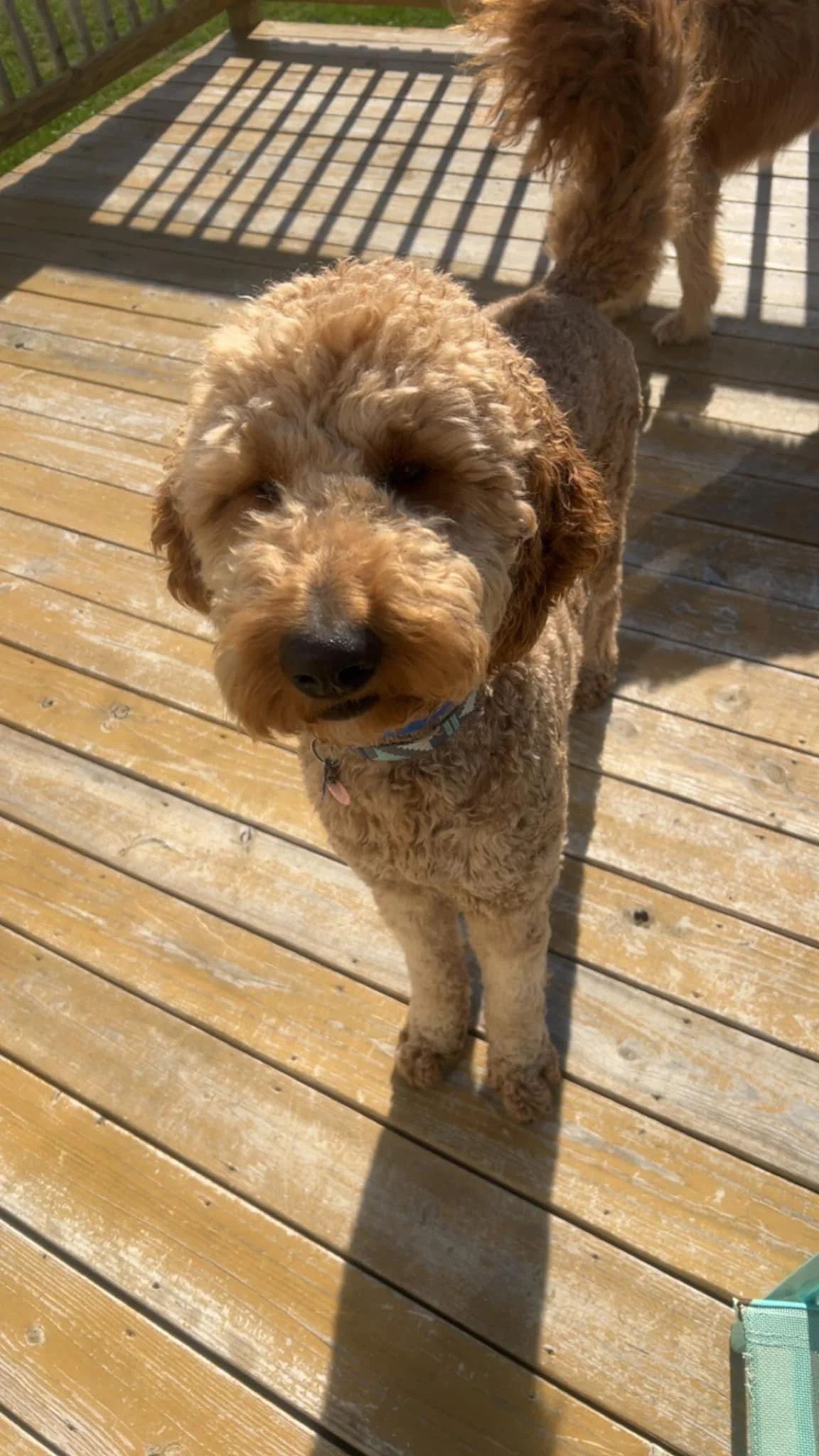 Crunch - Aussie Doodle