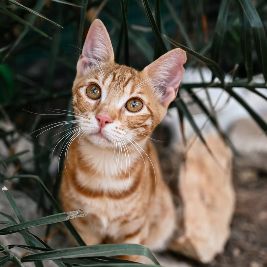 Orange tabby kitten with green eyes among green plants and rocks.