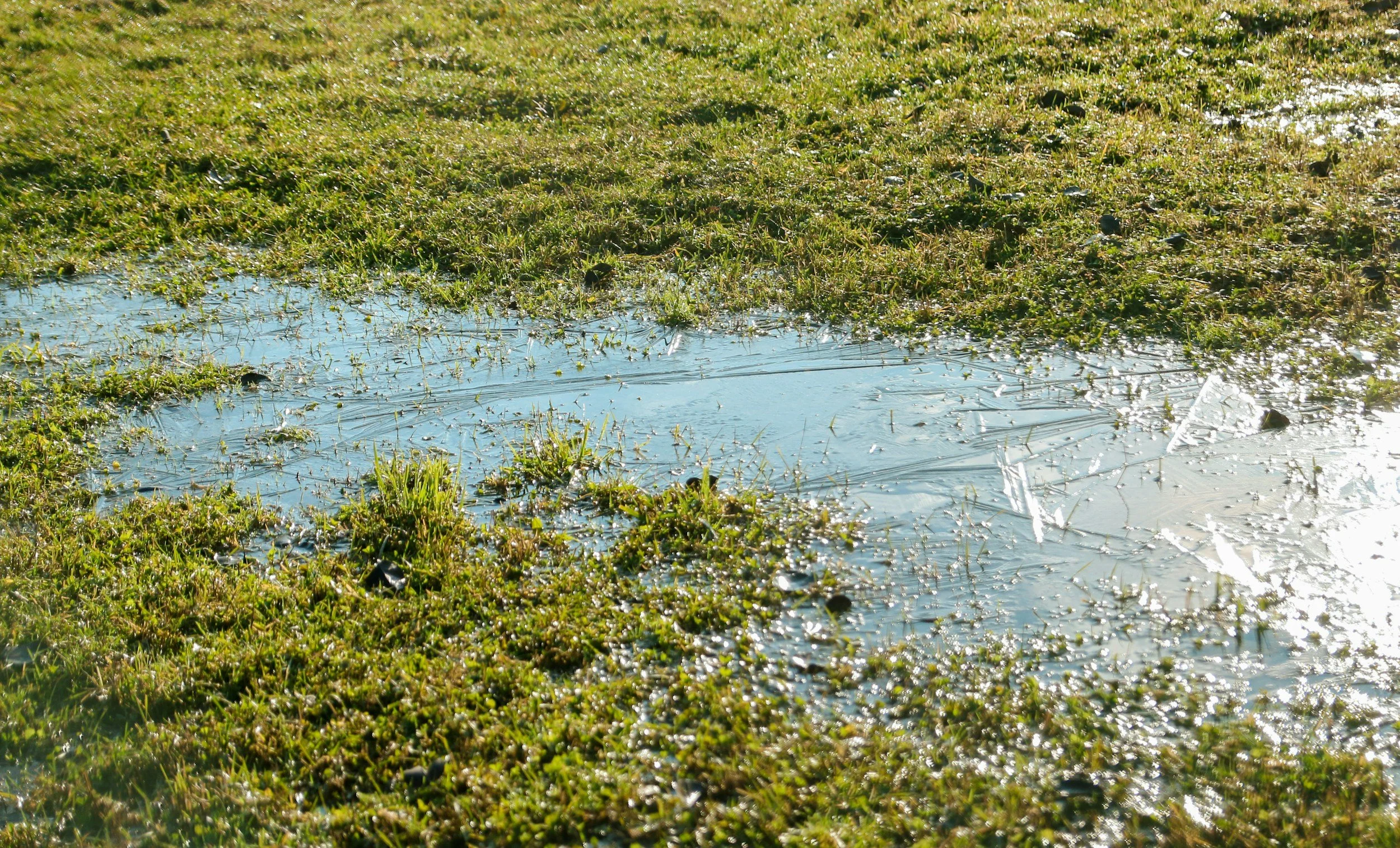 Water pooling in a grass yard.