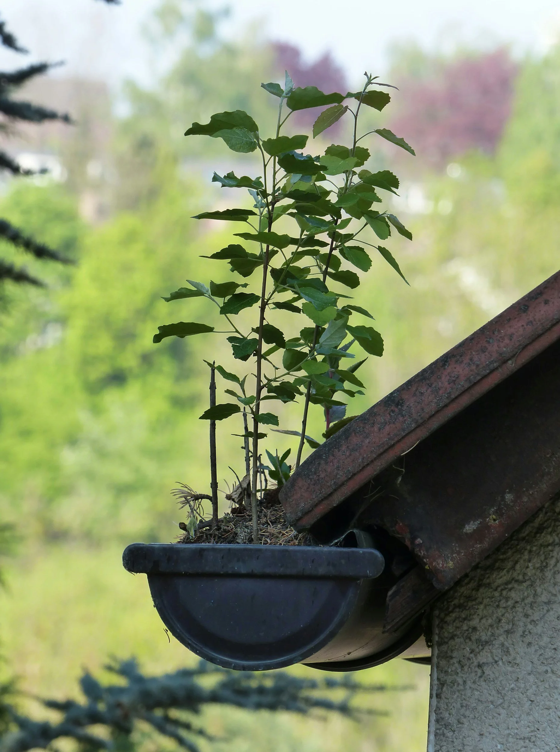 Vegetation growing out of a clogged gutter.