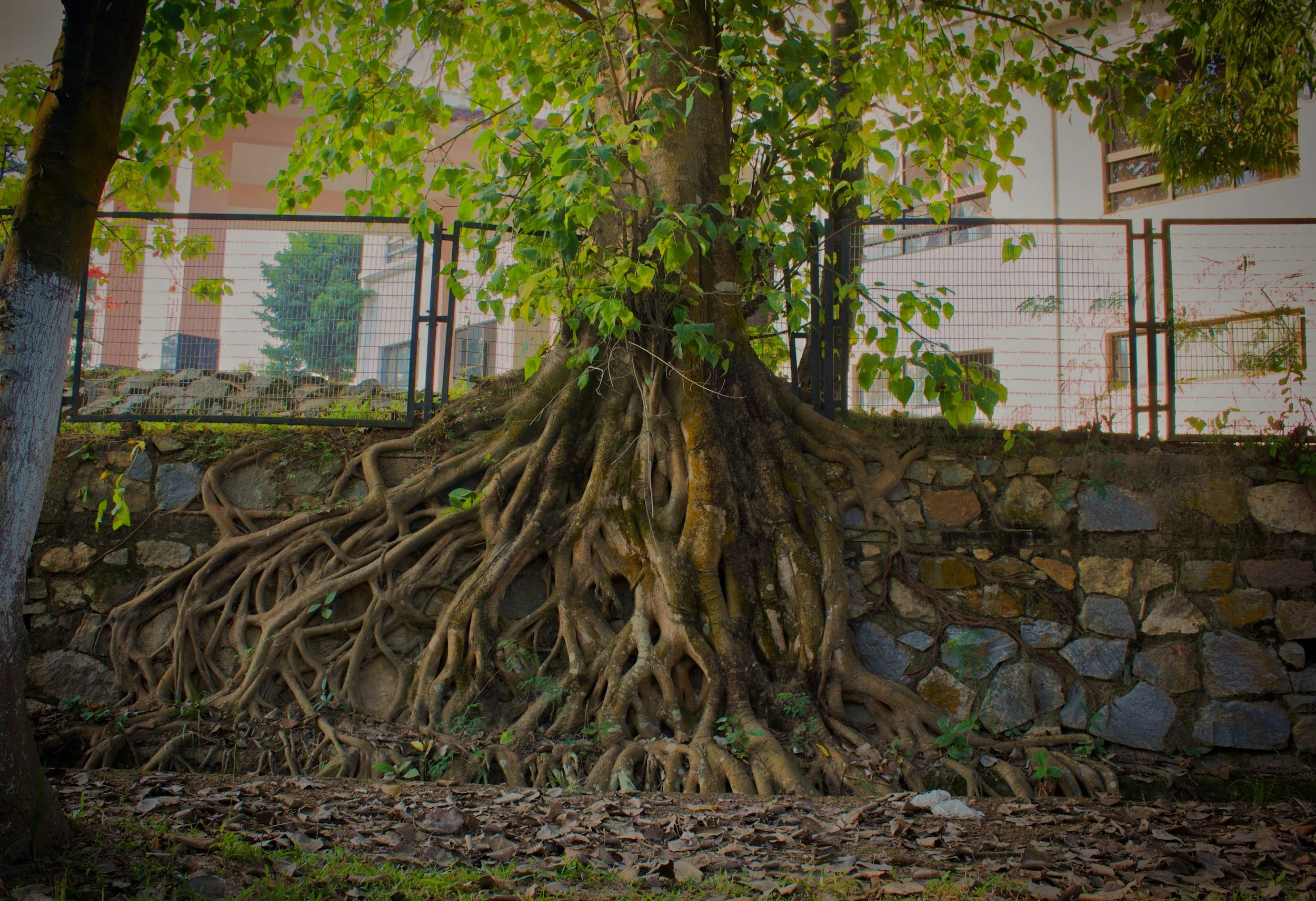 Tree roots growing underground. Stone retaining wall evident.