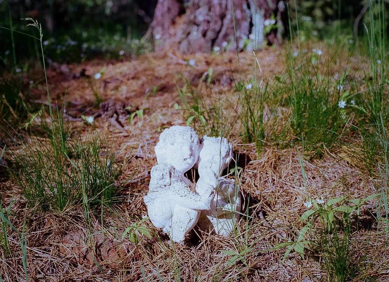 A white object resembling a skull on the ground among grass, leaves, and pine needles in a wooded area.