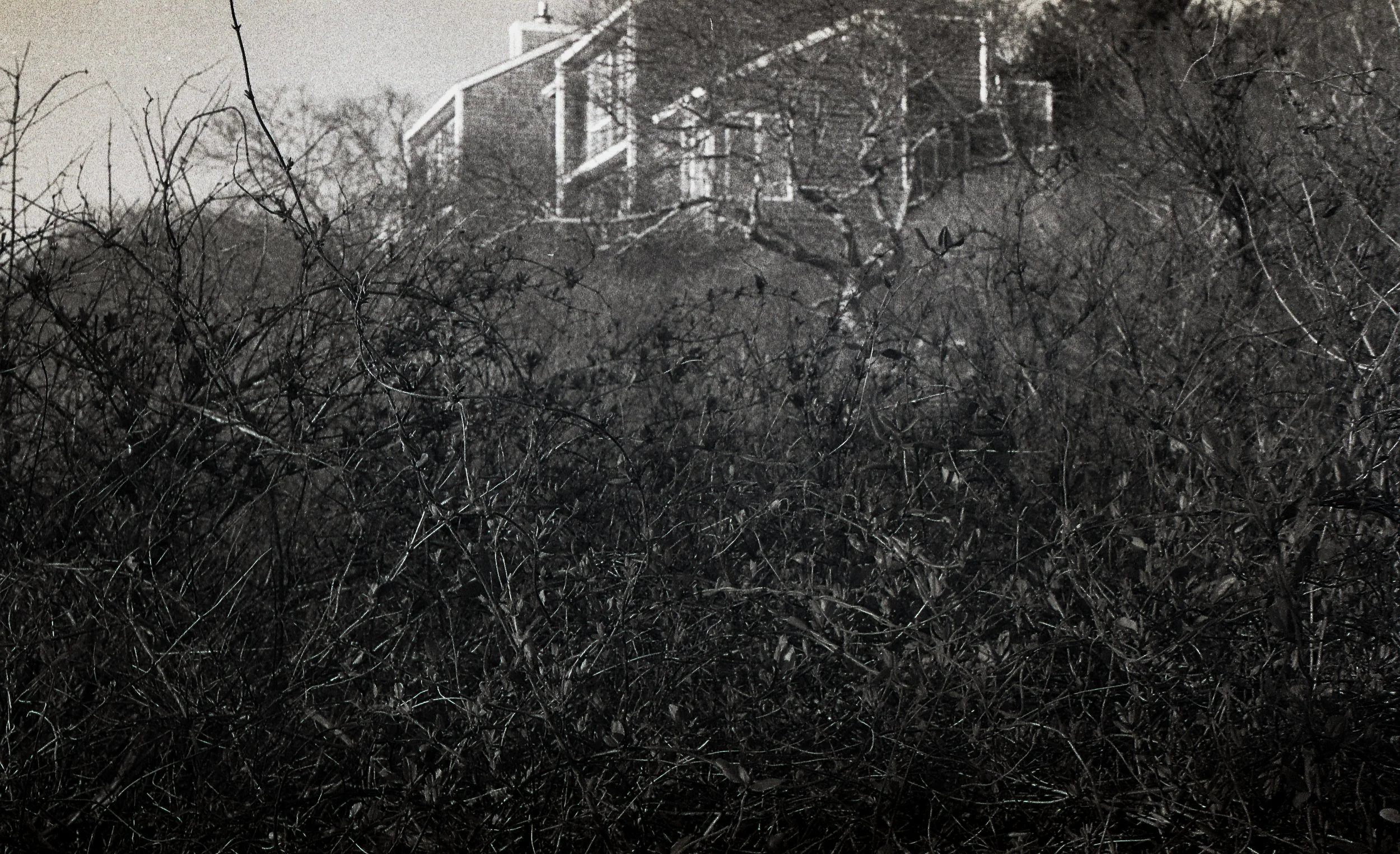 Black and white photograph showing a house partially visible amidst leafless trees and dense bushes, with overcast sky.