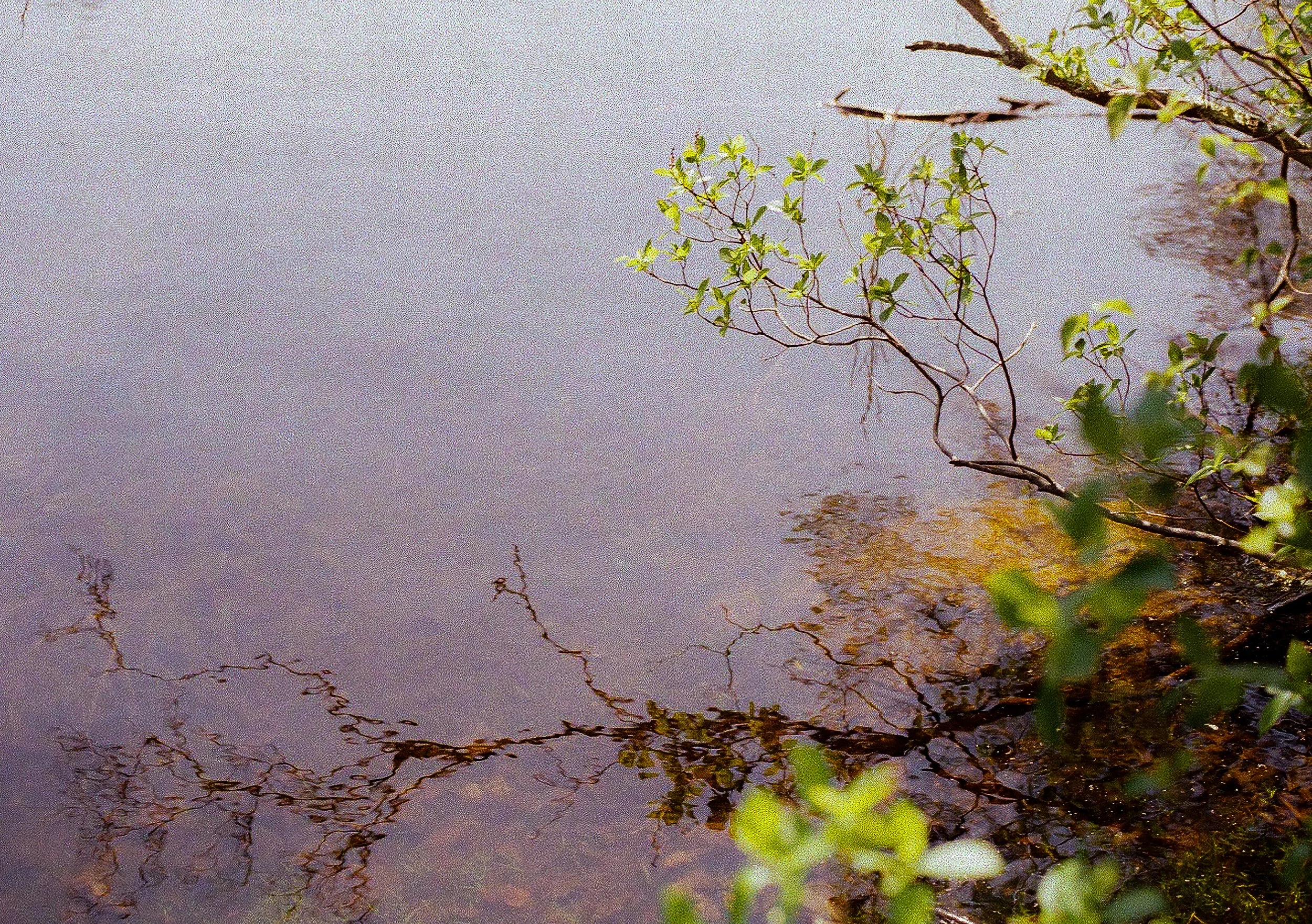 Reflection of branches and green leaves on the surface of a pond.