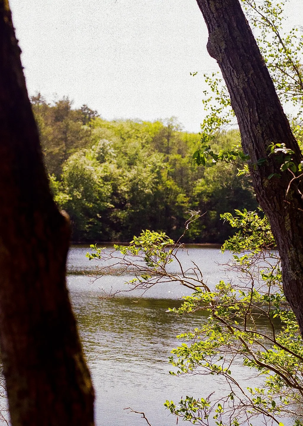View of a river or lake surrounded by trees with green foliage, seen through gaps between two tree trunks.
