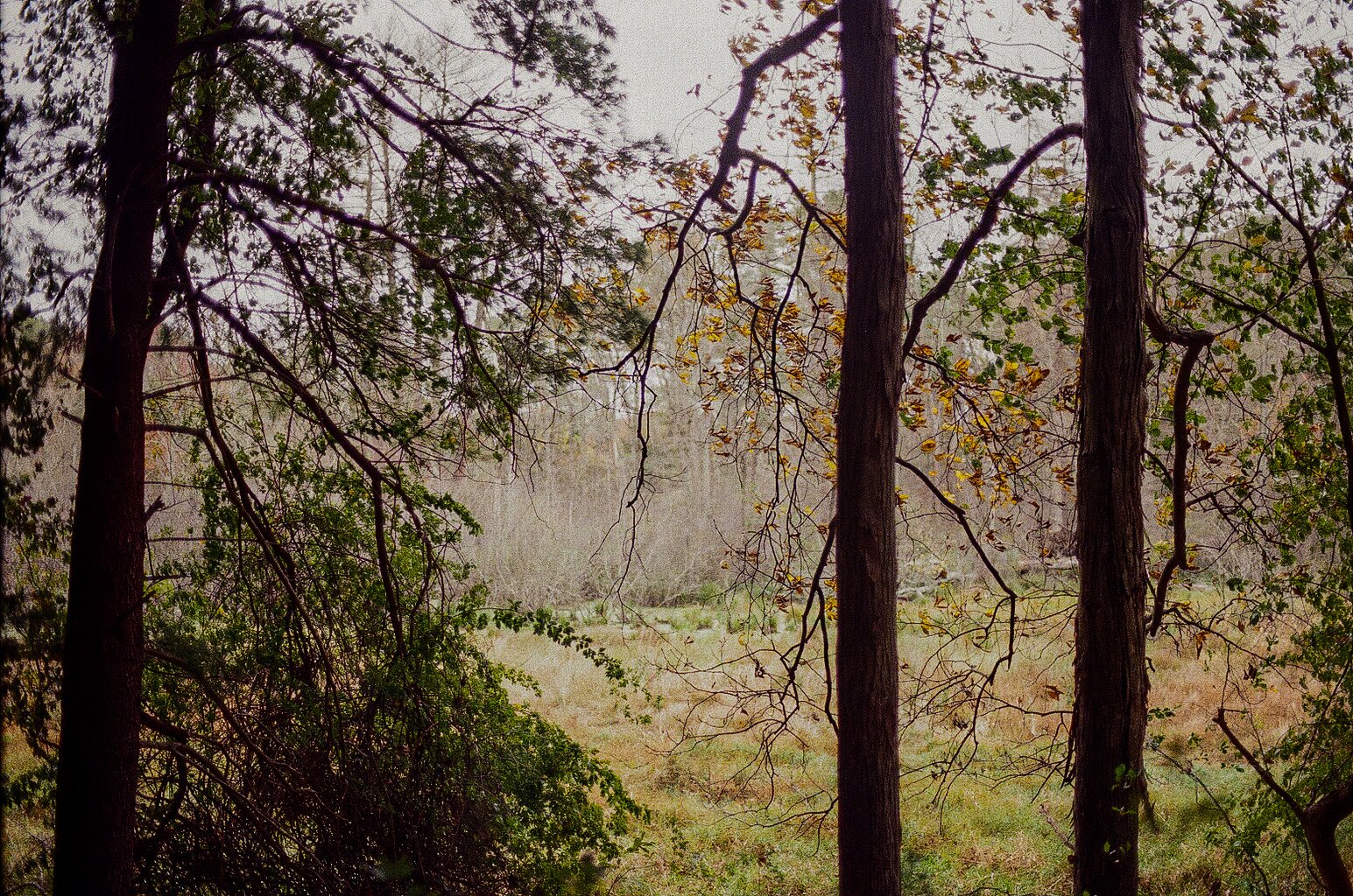 A foggy forest scene with tall trees, some with green leaves and others with yellowing leaves, and a grassy clearing in the background.