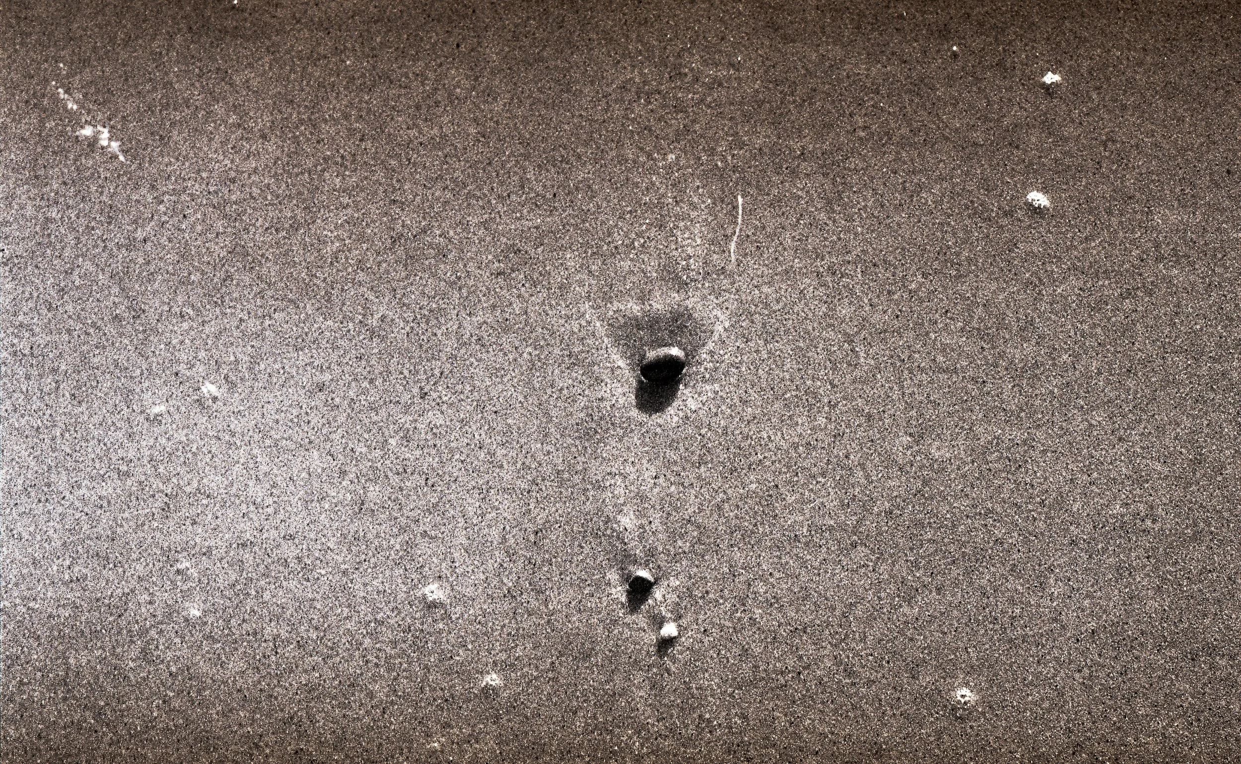 Close-up of sand on a beach with animal tracks and a small shell.