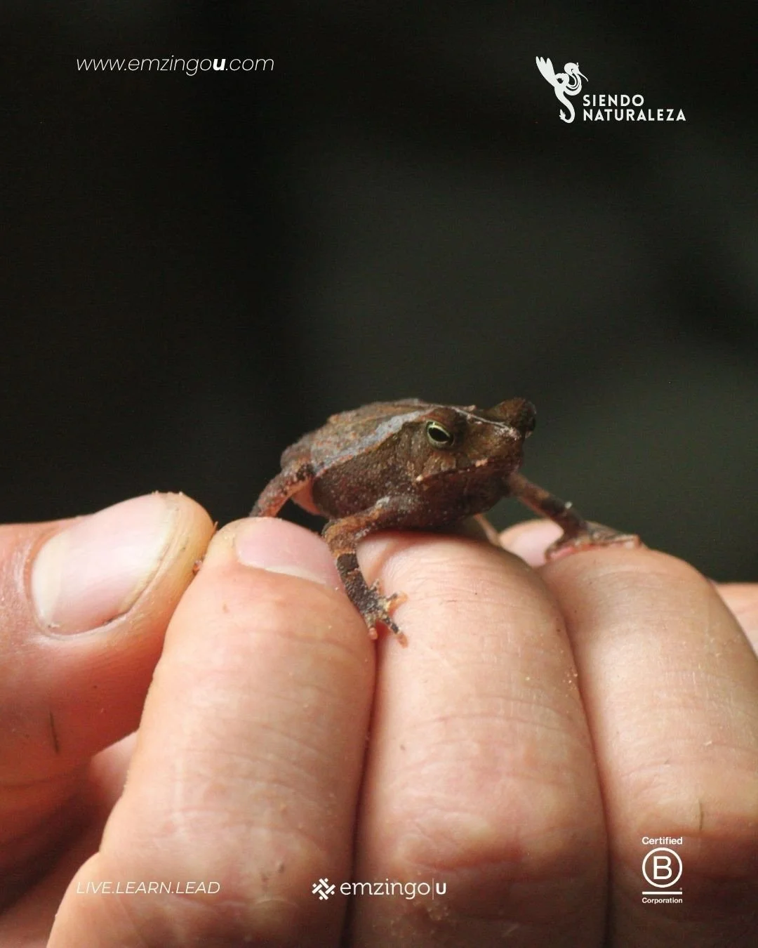 In the Peruvian Amazon, learning begins with the land.

Siendo Naturaleza is one of Emzingo&rsquo;s field partners, connecting students with real-world regenerative challenges in the Amazon forest.

Founded by Eliane Cohen and George Heibel, the orga