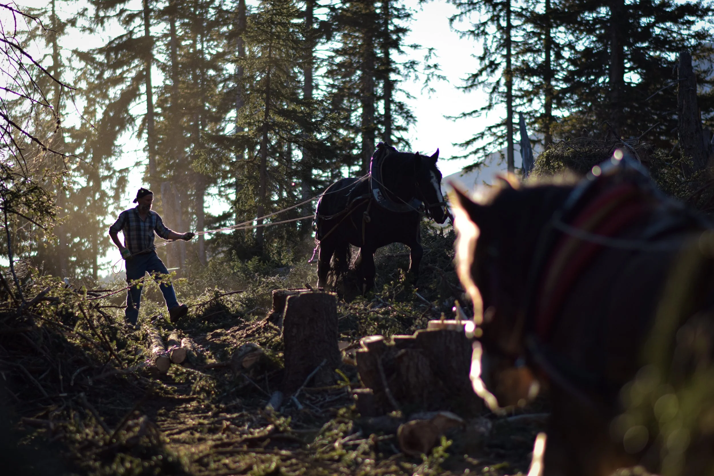 Holzrücker-im-engadin-03©marina-gachnang.jpg