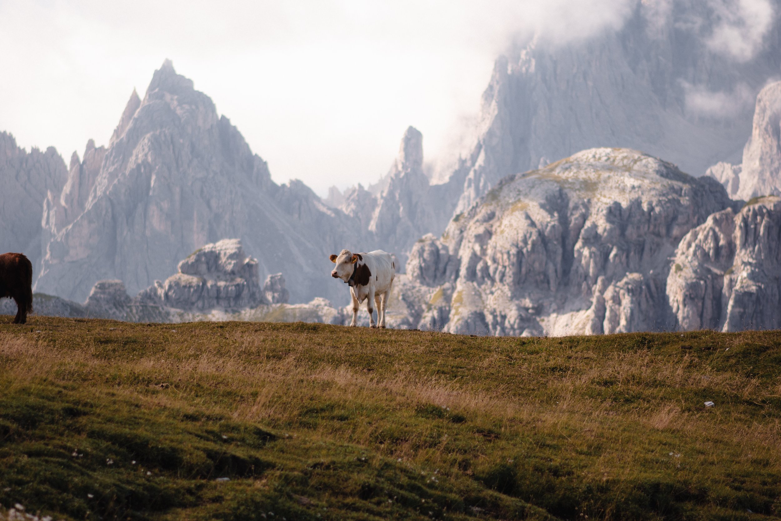 Kuh in den Dolomiten ©Marina Gachnang.jpg