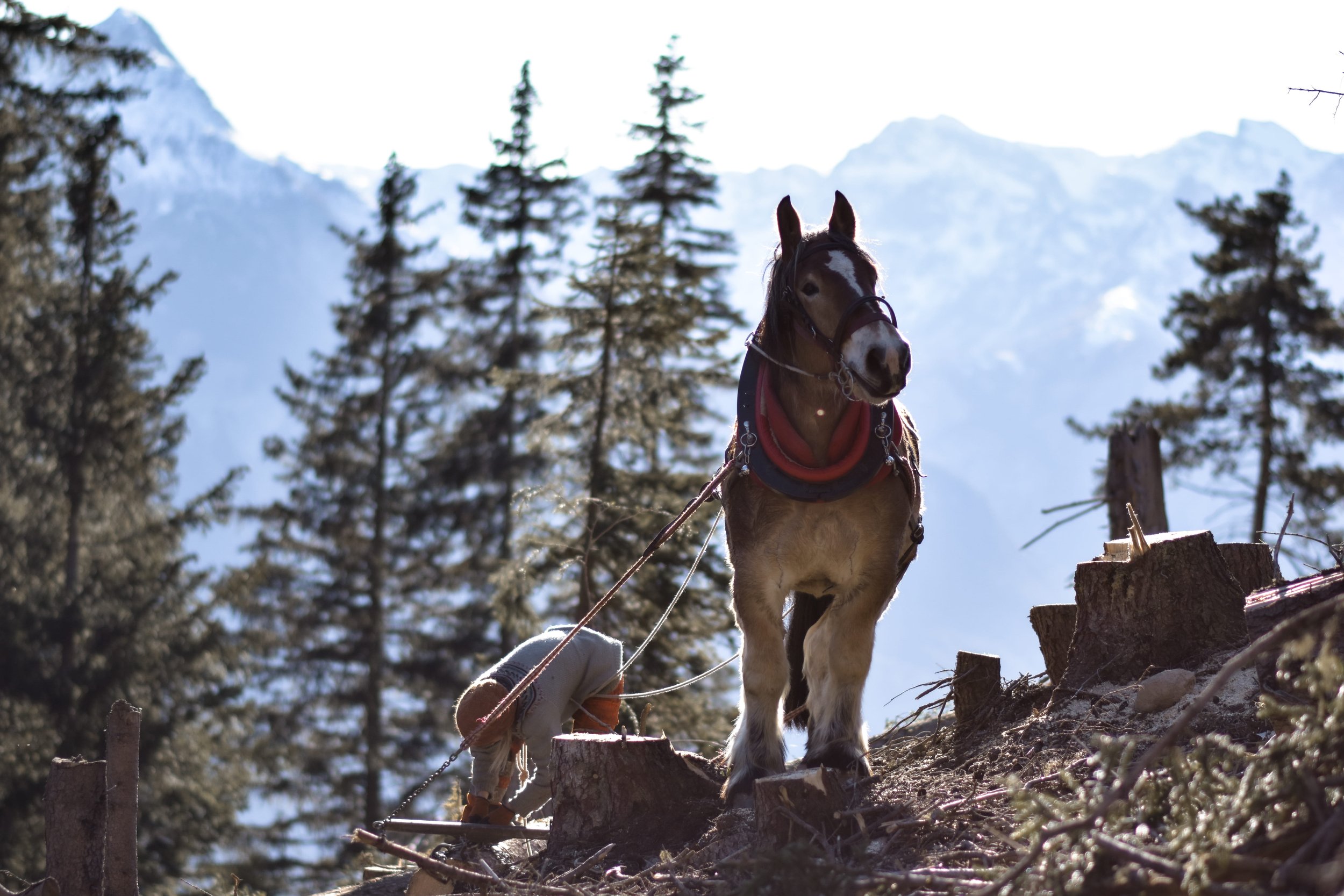 Holzrücker-im-engadin-©marina-gachnang.jpg