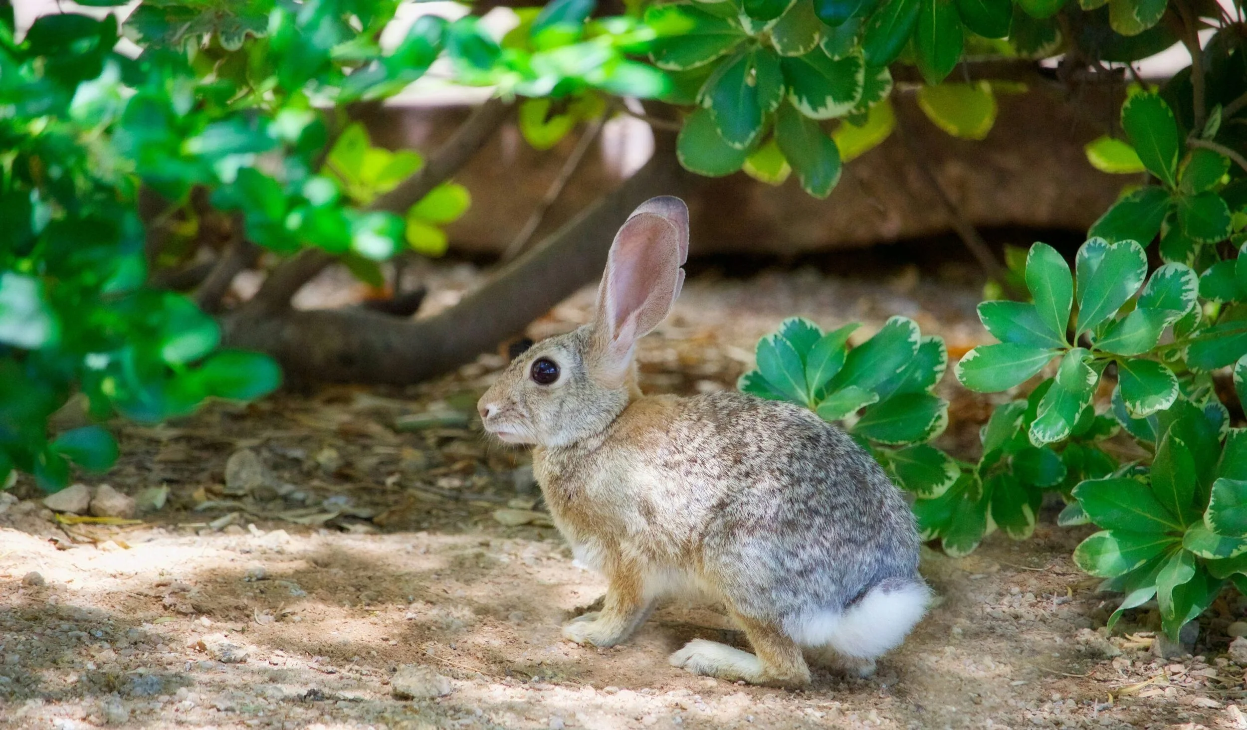 The Woman Who Prayed Over Her Rabbits—And Watched Them Multiply