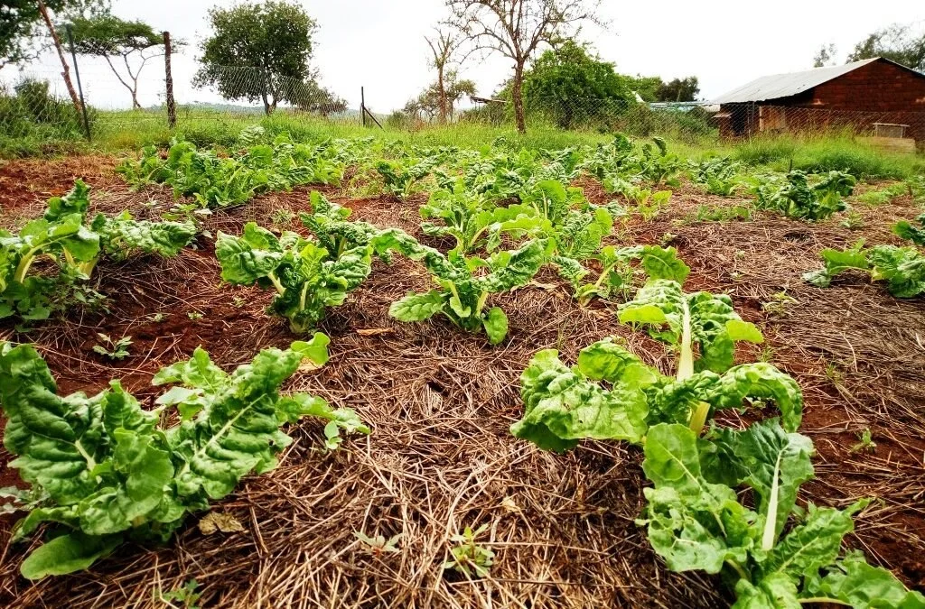 Empowering the Poor in Kenya: Creating Sustainable Solutions through Farming