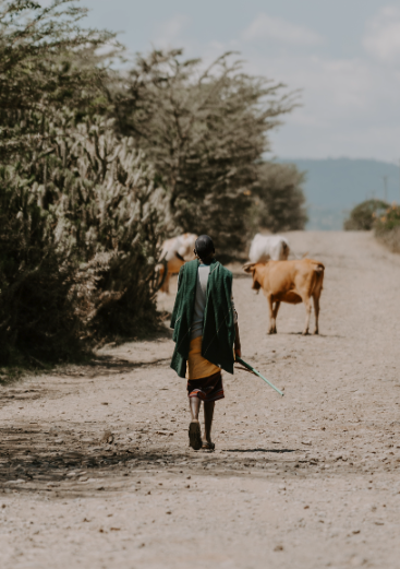 Person walking on a dirt path with cows and trees in a rural area