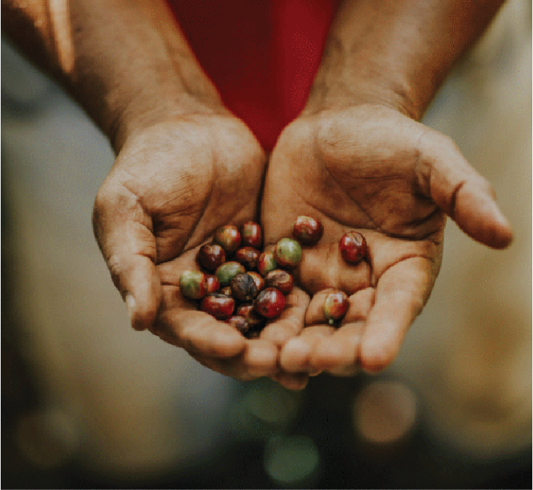 Person's hands holding ripe and unripe coffee cherries.