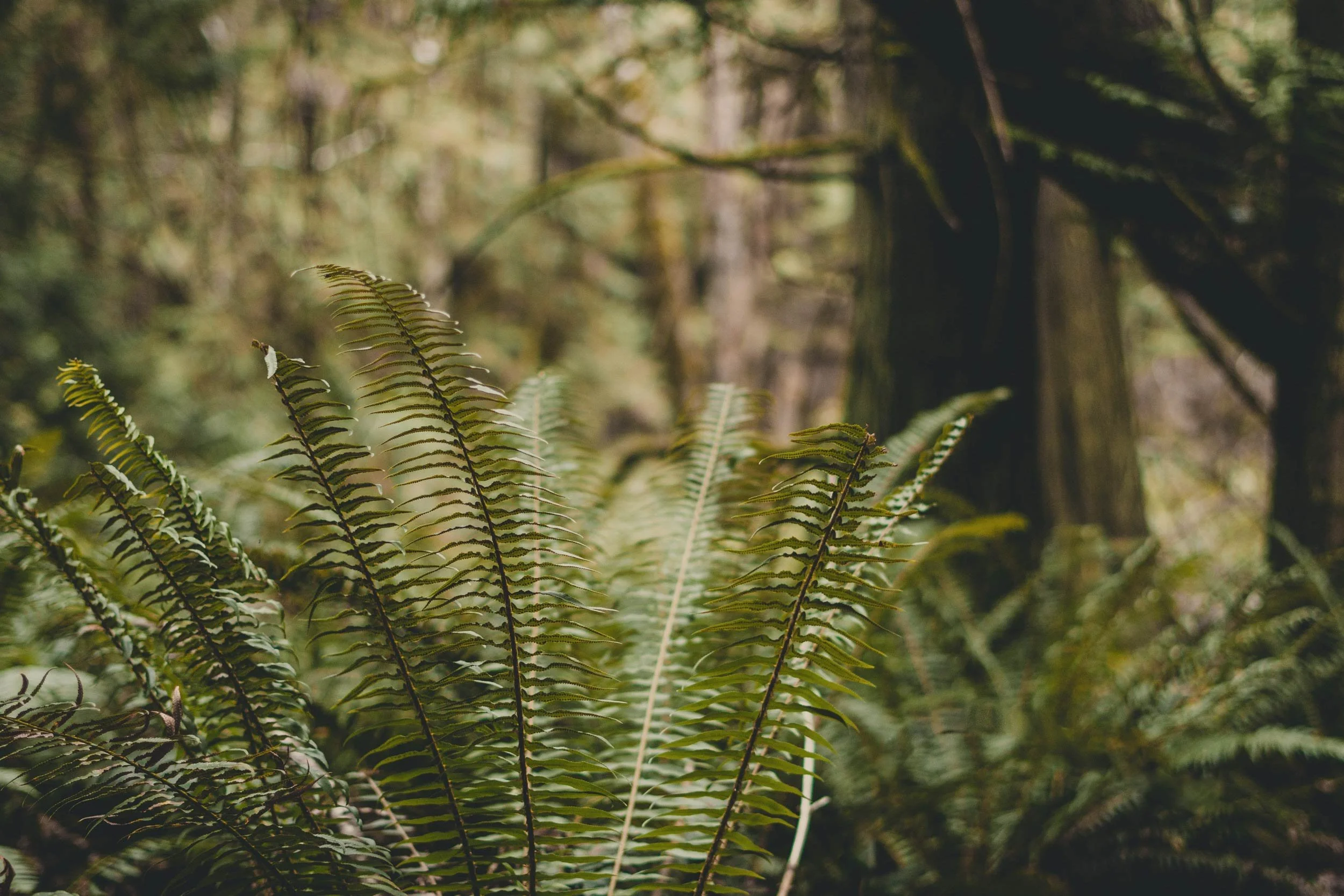 What Happens If Your Dad Remarries?