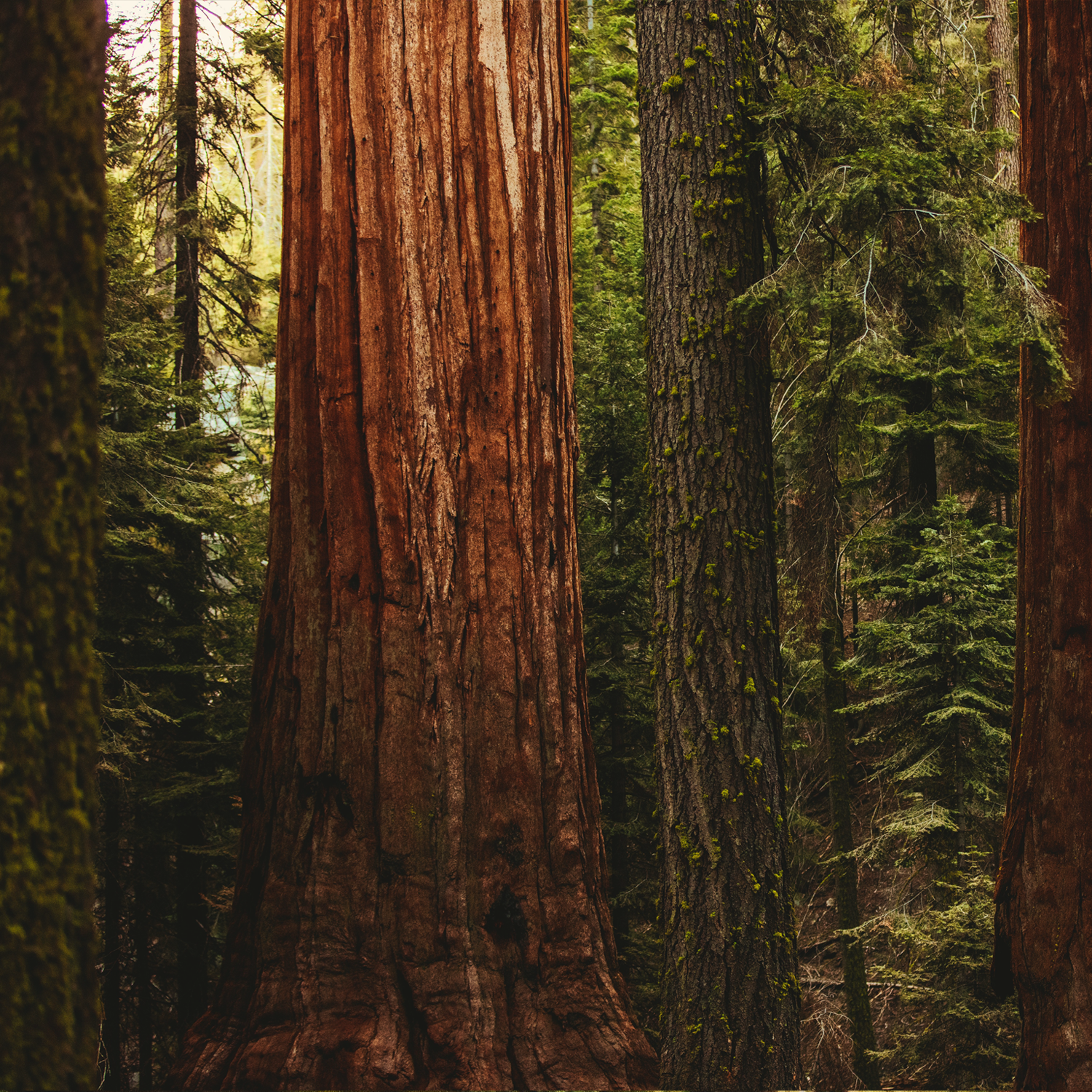 Close-up of several large trees in a forest, with thick trunks and green foliage in the background.