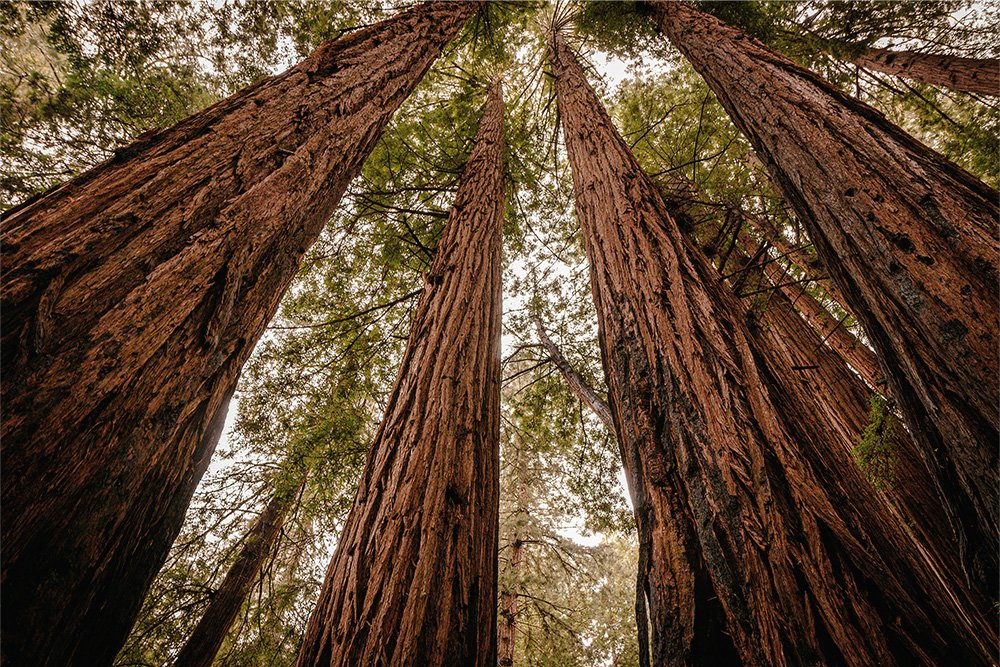 Close-up looks up at towering redwood trees in a forest.
