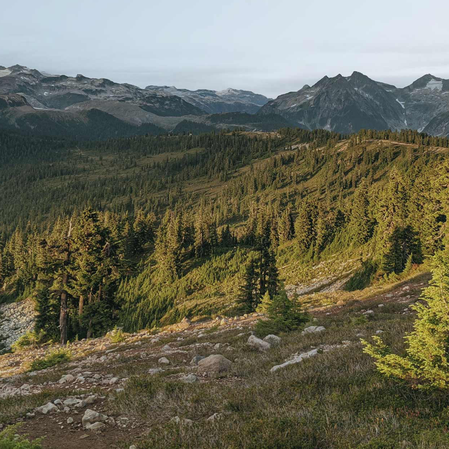 Scenic mountain landscape with dense green pine trees on rolling hills and snow-capped mountains in the background.
