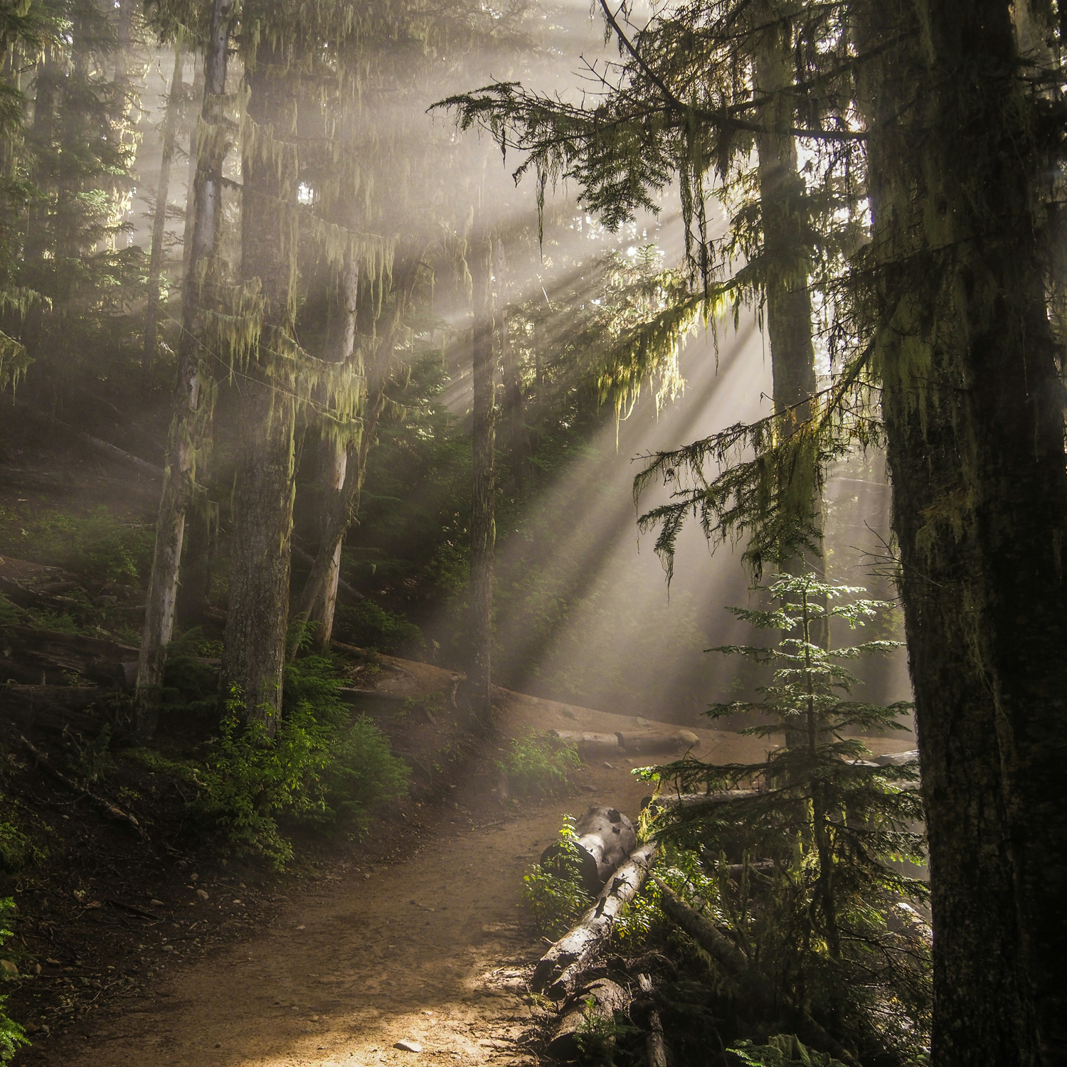 Sunlight streams through tall evergreen trees as a dirt trail winds through a lush forest.