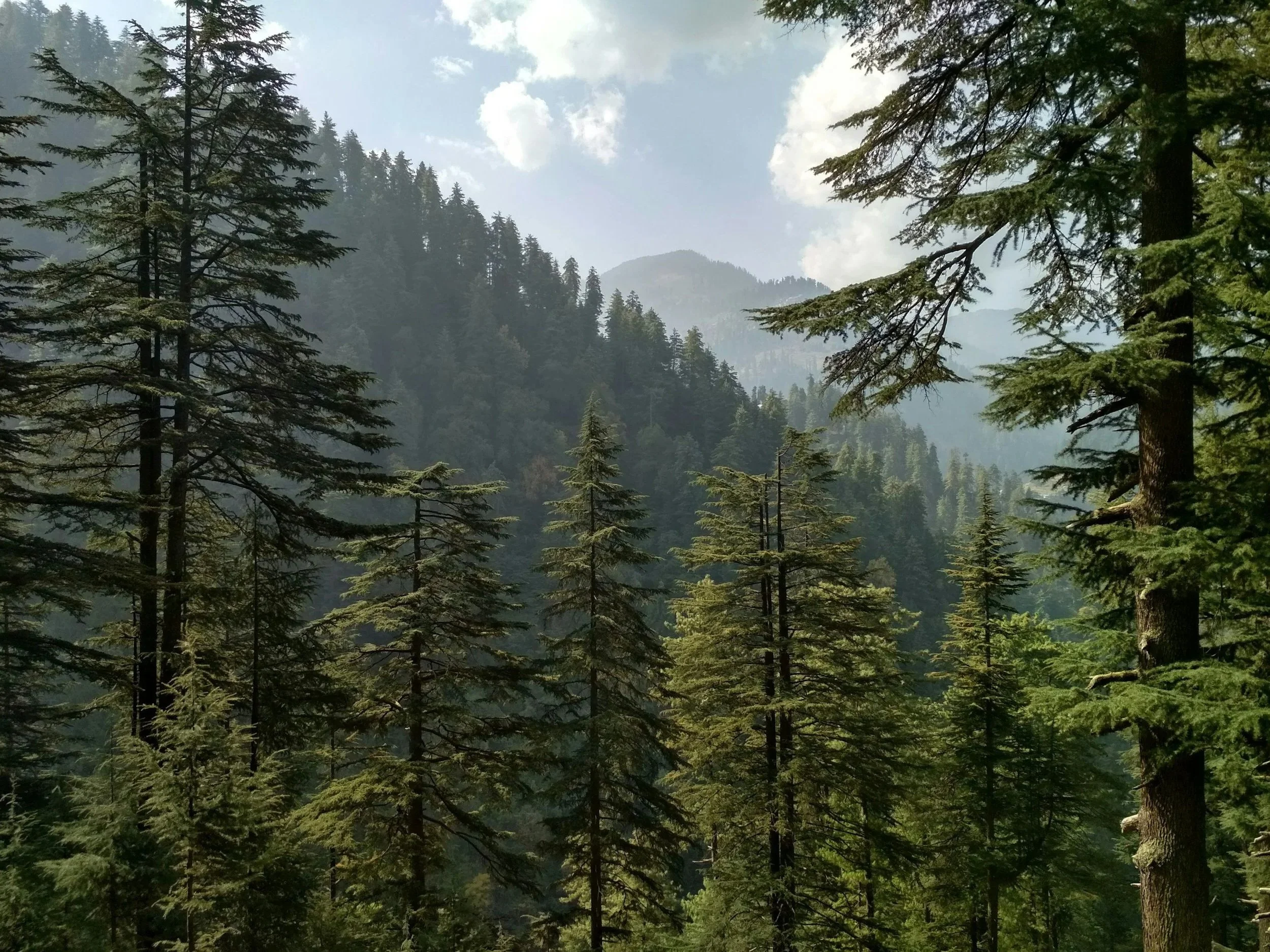 A dense forest of tall evergreen trees with a mountain in the background under a partly cloudy sky.