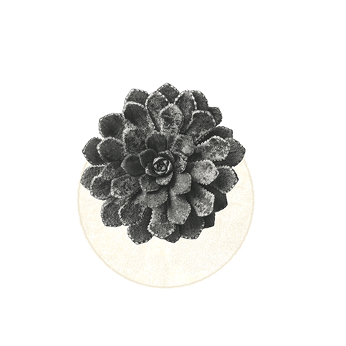 Black and white photo of a pine cone placed on a white surface against a black background.