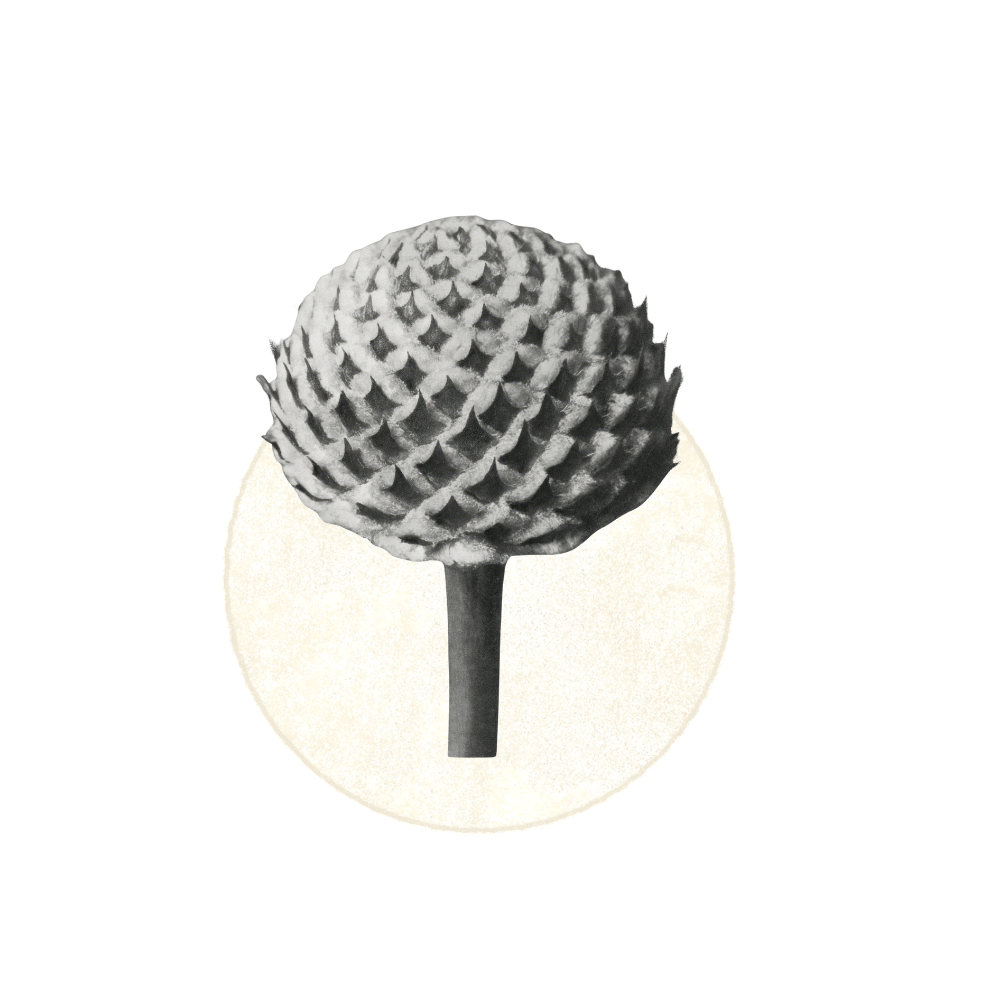 Black and white photograph of a large pinecone on a stick, with a white background.