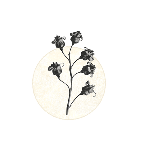 A black and white illustration of dry flowers on a stem, placed in front of a circular background.