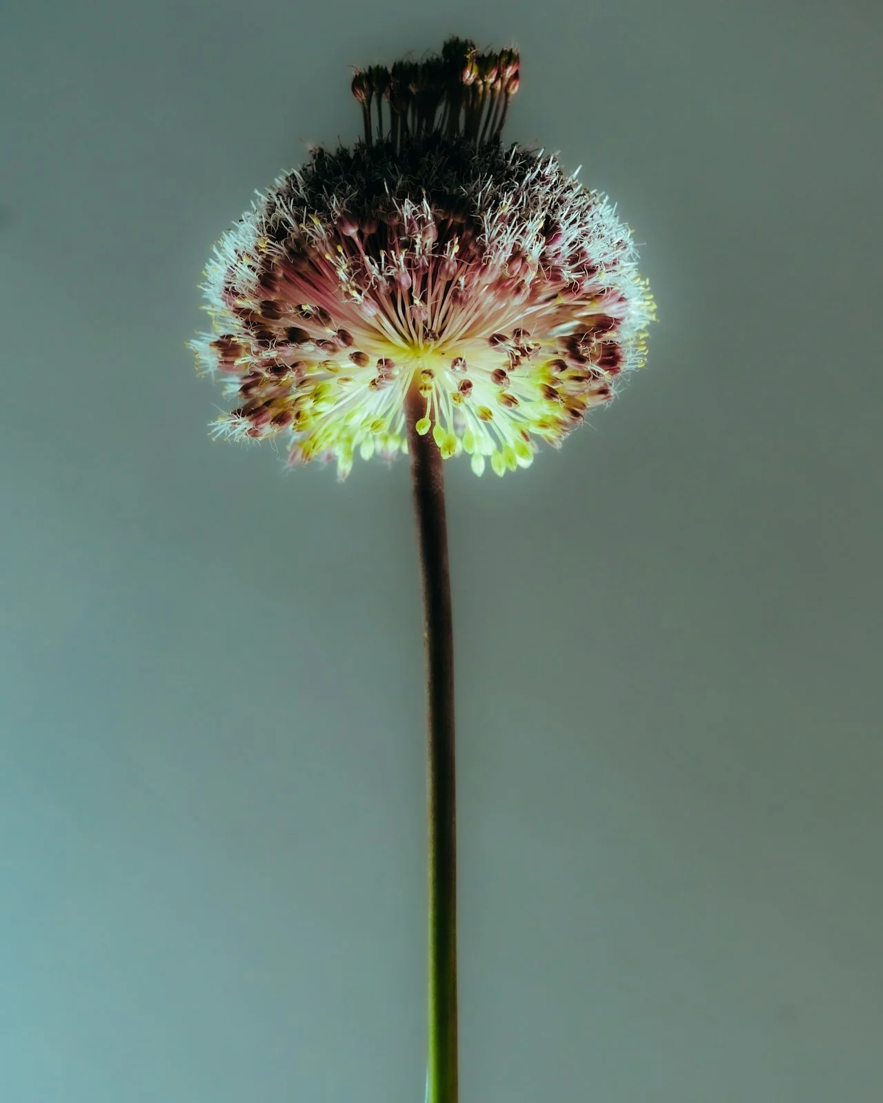 Close-up of a dandelion flower with a green background.