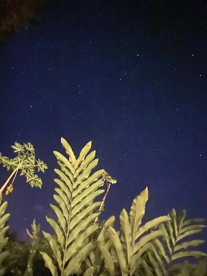 Night sky with visible stars above tall jungle plants.