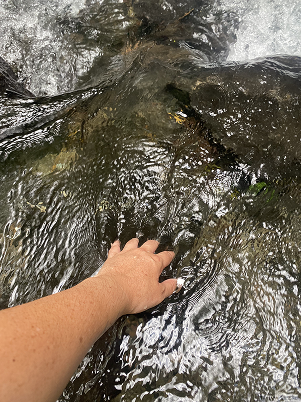 A person's hand touching the water of a small stream or creek surrounded by rocks.