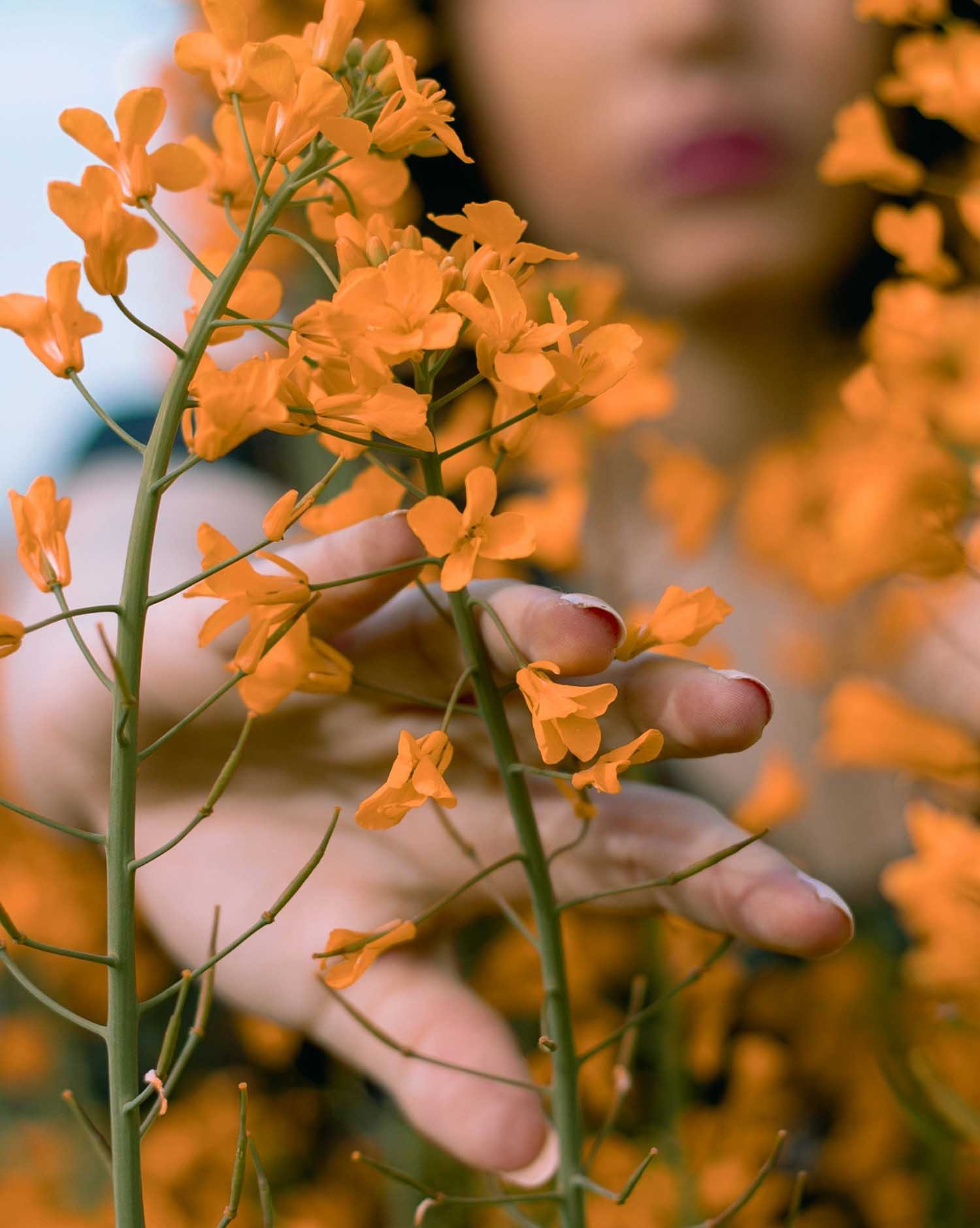 Close-up of a person's hand gently holding a stem of bright orange flowers, with a blurred background showing other orange flowers and part of the person's face.