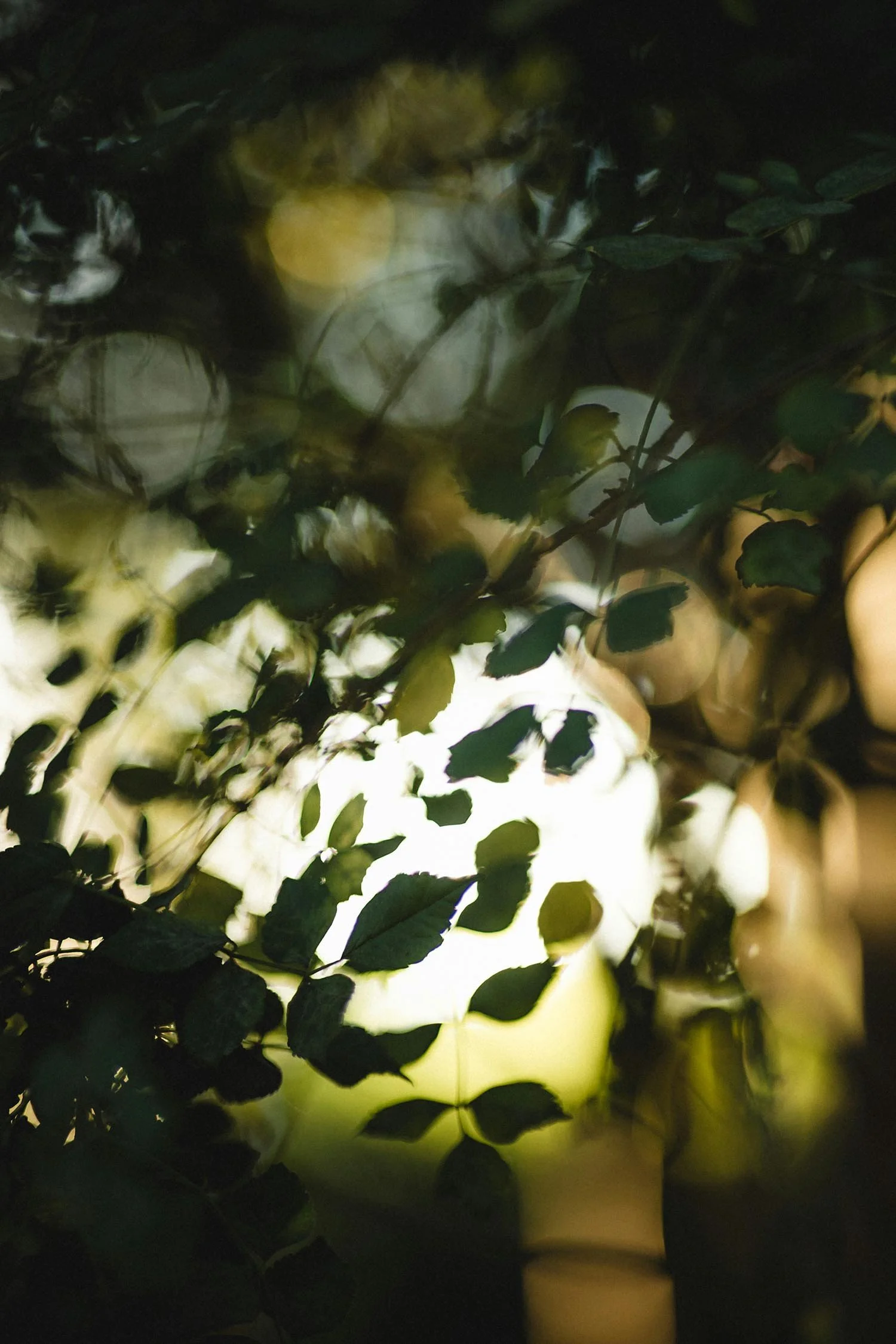 Blurred image of green leaves and branches with soft yellowish light in the background.