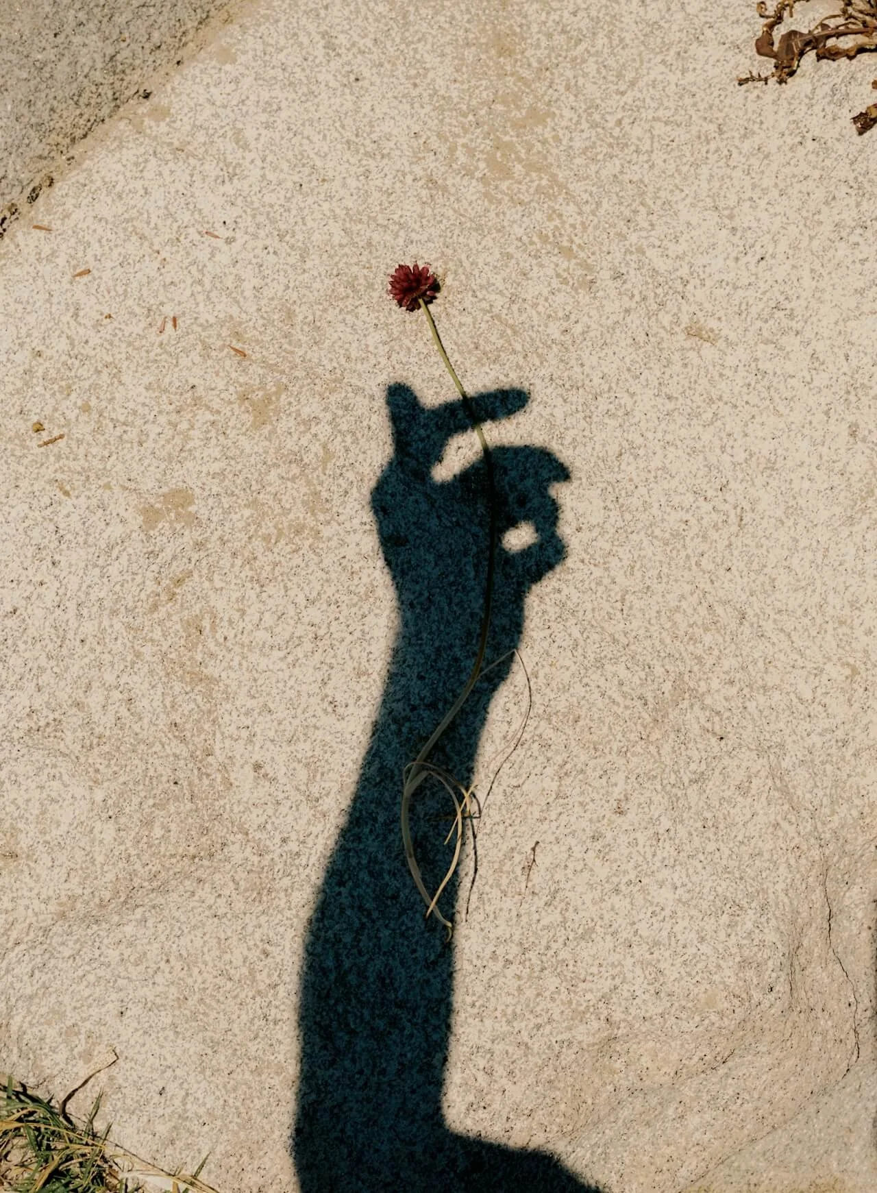 A shadow of a hand holding a small red flower on a concrete sidewalk.