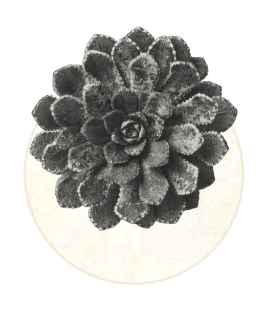 Top-view of a black succulent plant in a white round pot.