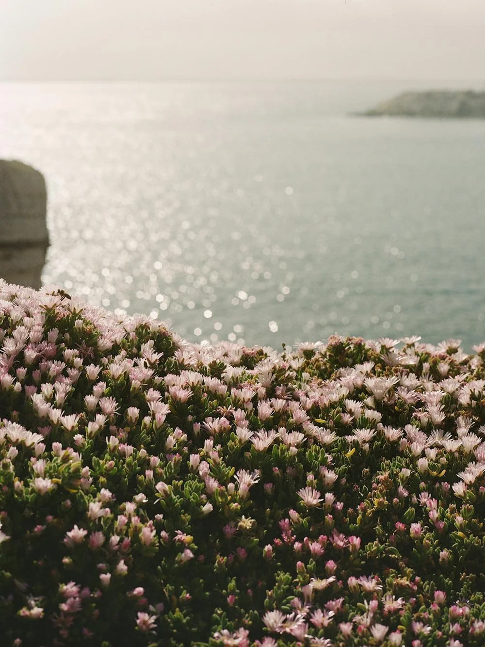 Pink and white flowers in foreground with ocean and distant cliffs in background