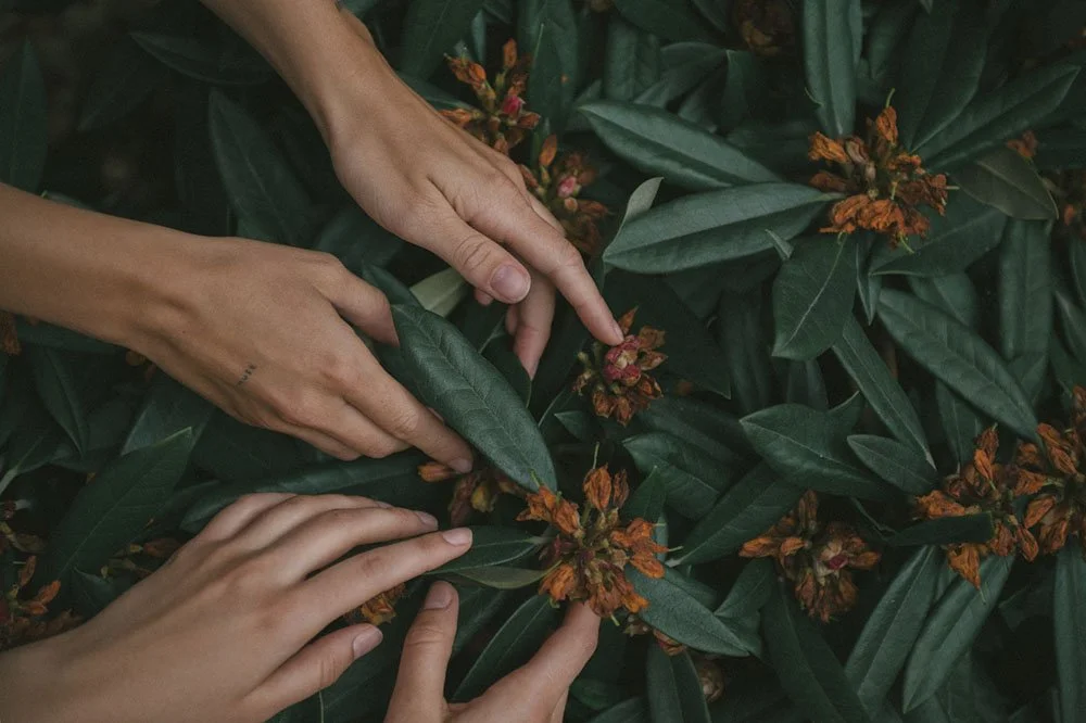 Three hands touching green leafy plants with orange flowers.