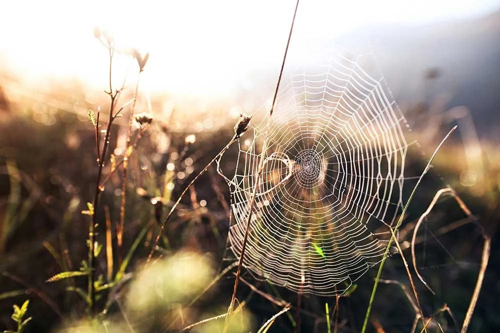 Close-up of a spider web among grass and plants at sunrise or sunset.