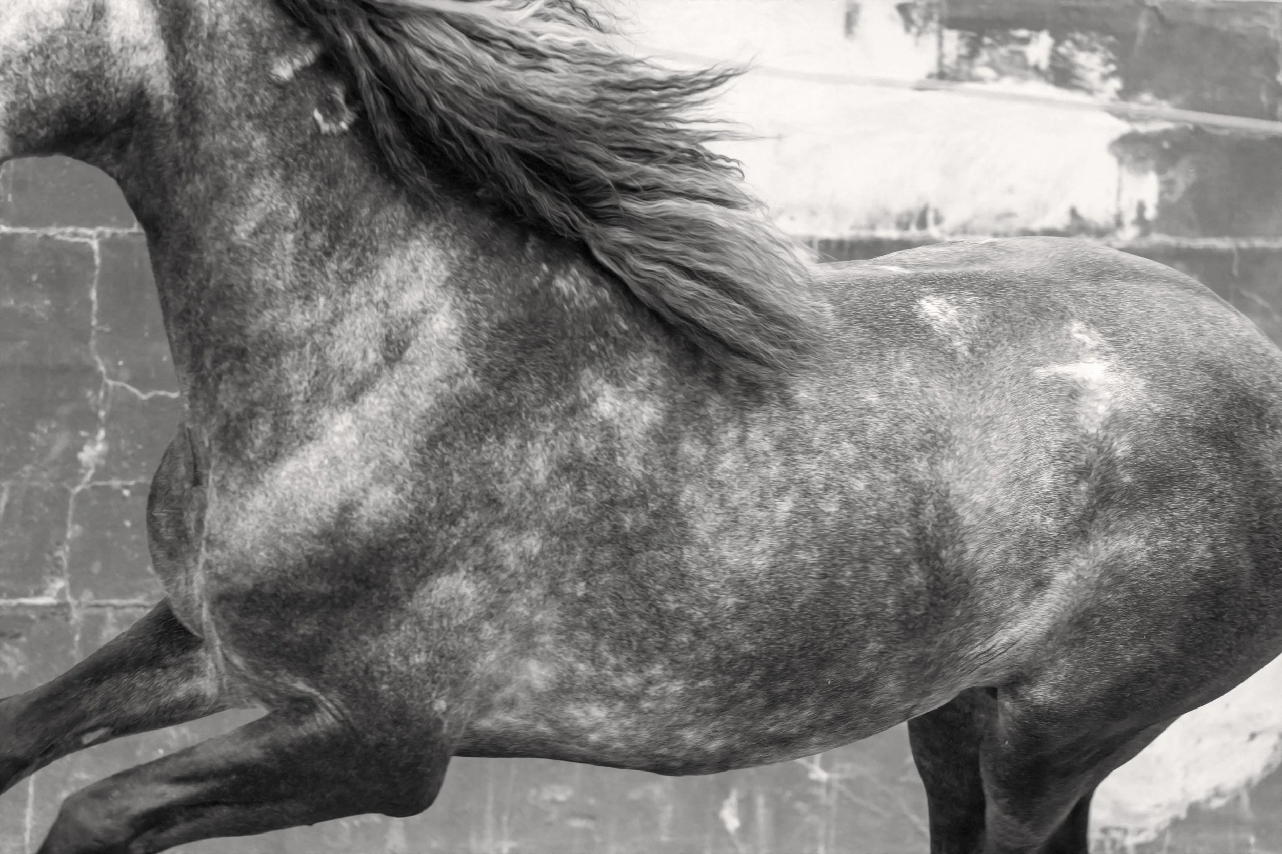 brawn_christine dunn_cavalo de acao-1.jpg