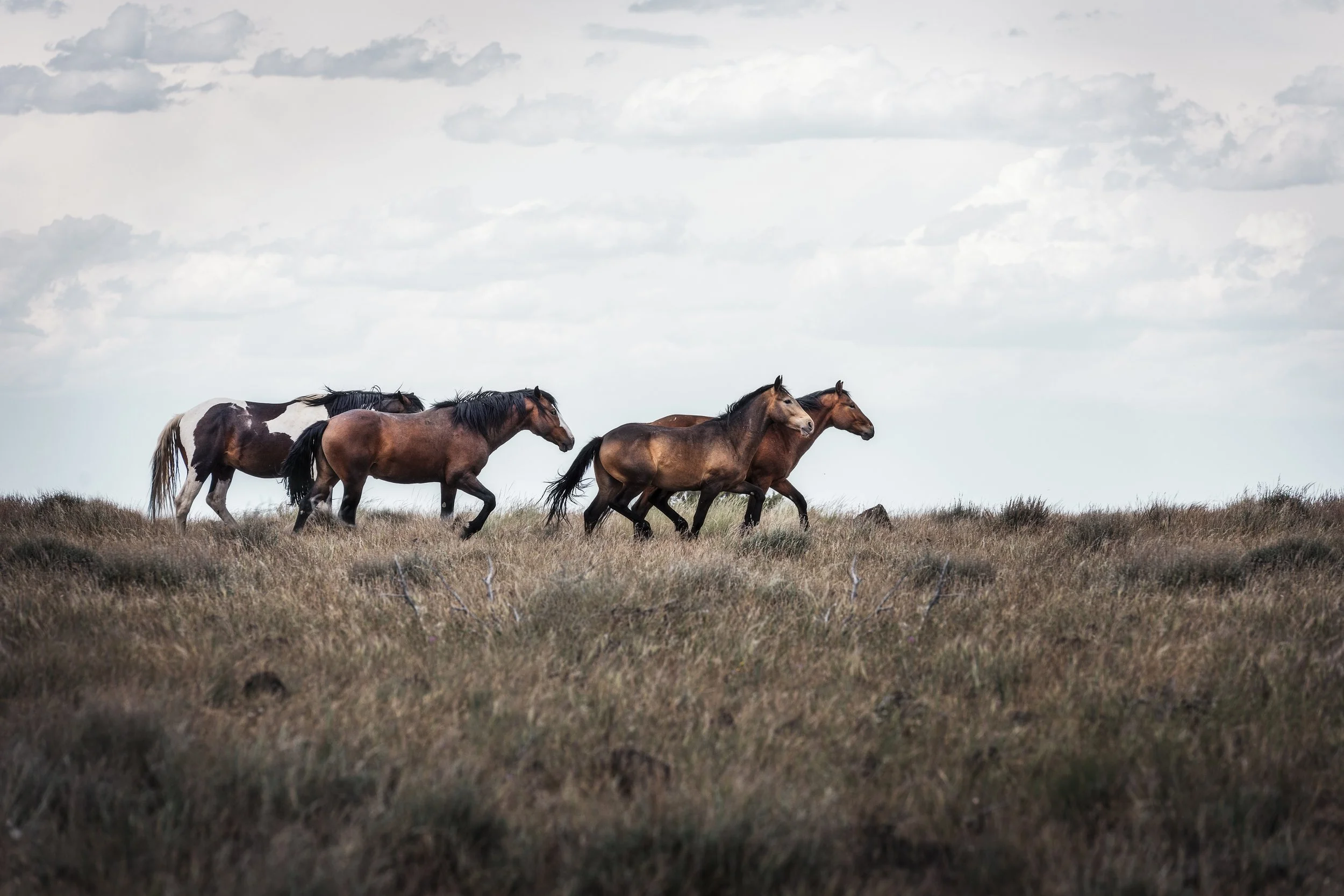 20200605-continua_christine dunn-1.jpg