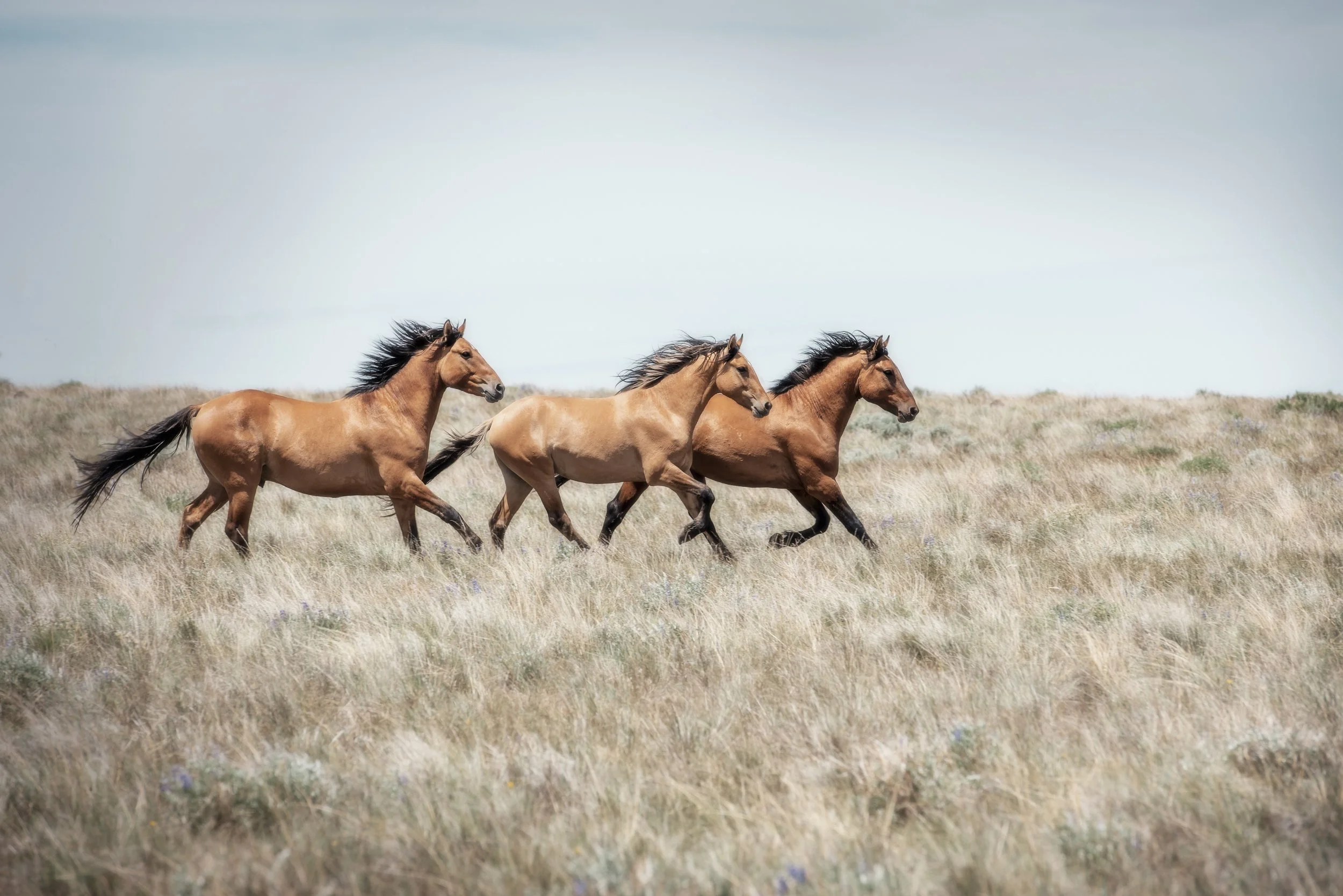 20200603-simpatico_christine dunn-1-2.jpg