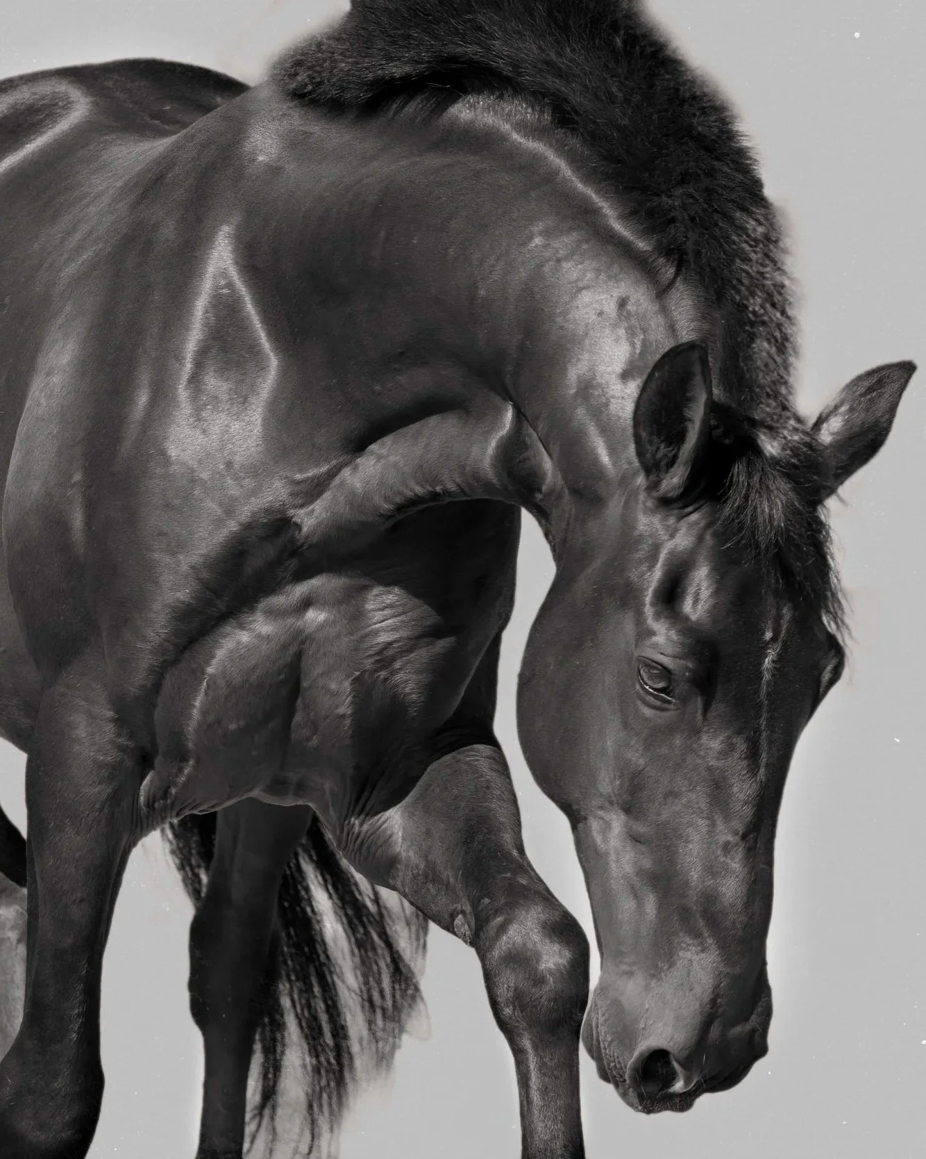 Lusitano Horse in Portugal by Christy Dunn Equine Photographer Fine Art Photography Black and White Image