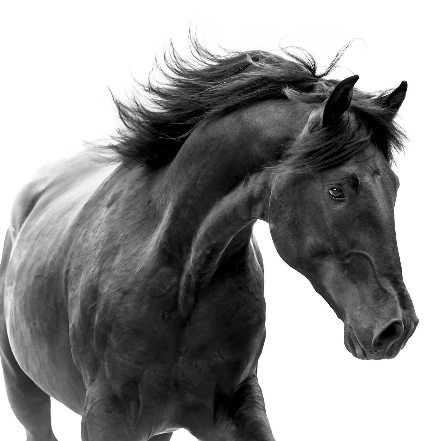 Black and White Photography of Lusitano Horse in Portugal by Christy Dunn Equine Photographer