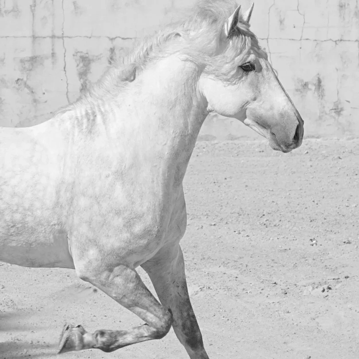 Gray Lusitano Horse running in Portugal by Christy Dunn Equine Photographer