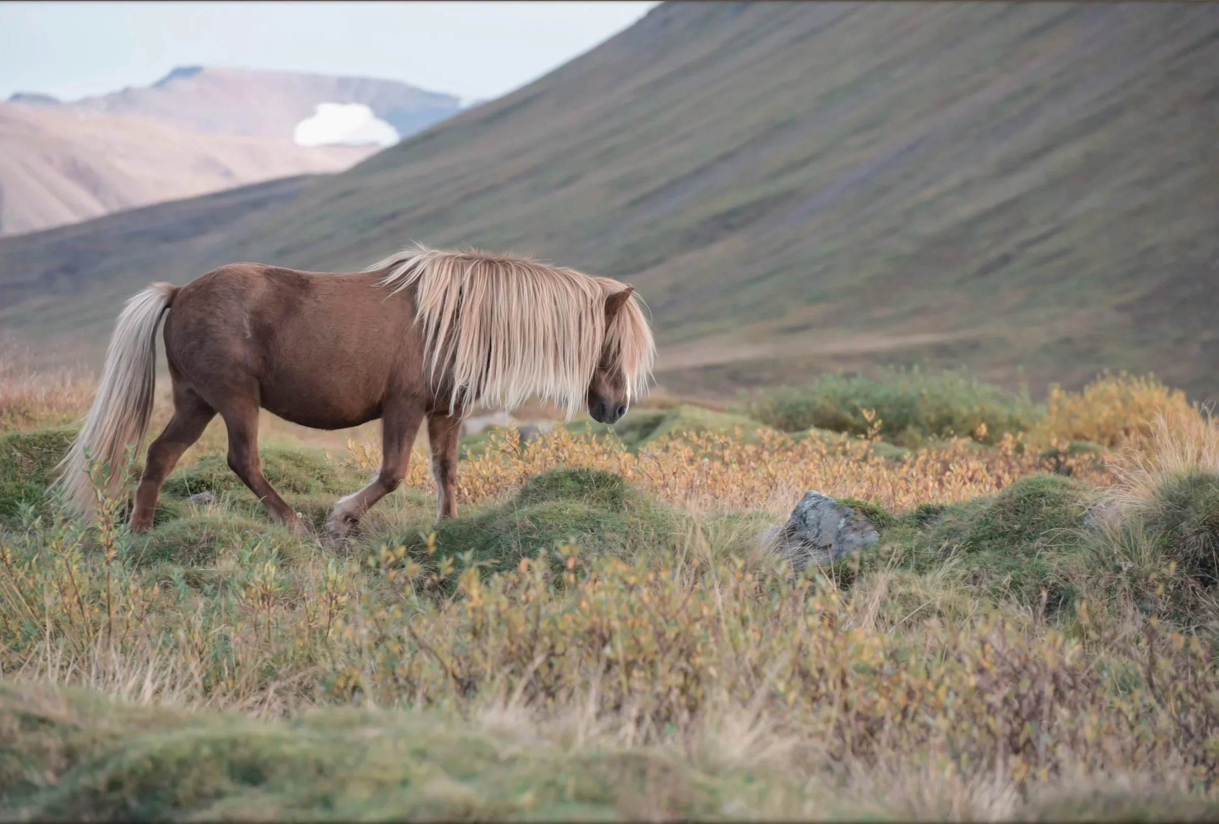 Icelandic Pony in Iceland By Christy Dunn Photographer
