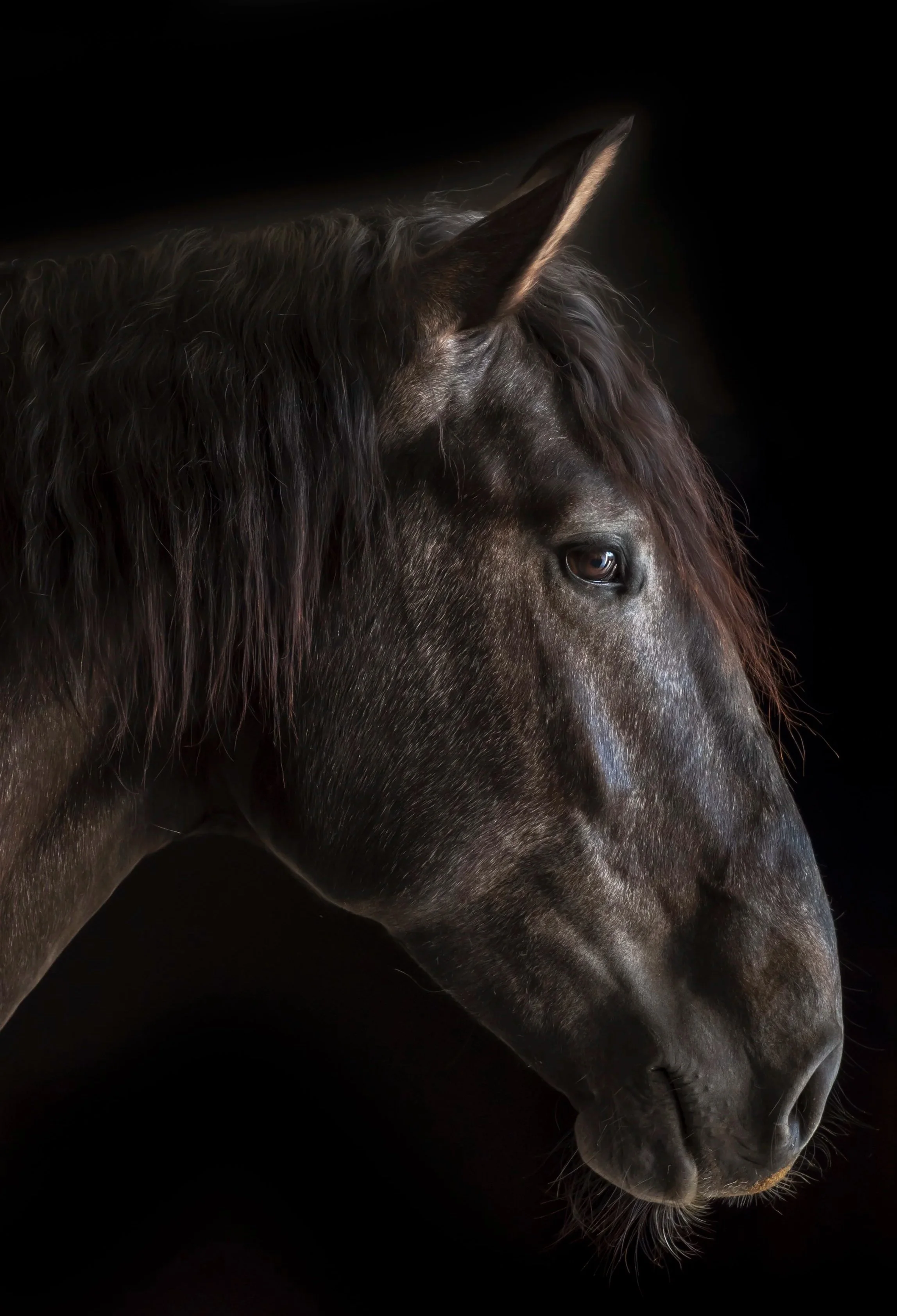 Lusitano Stallion in Portugal by Christy Dunn Horse Photographer