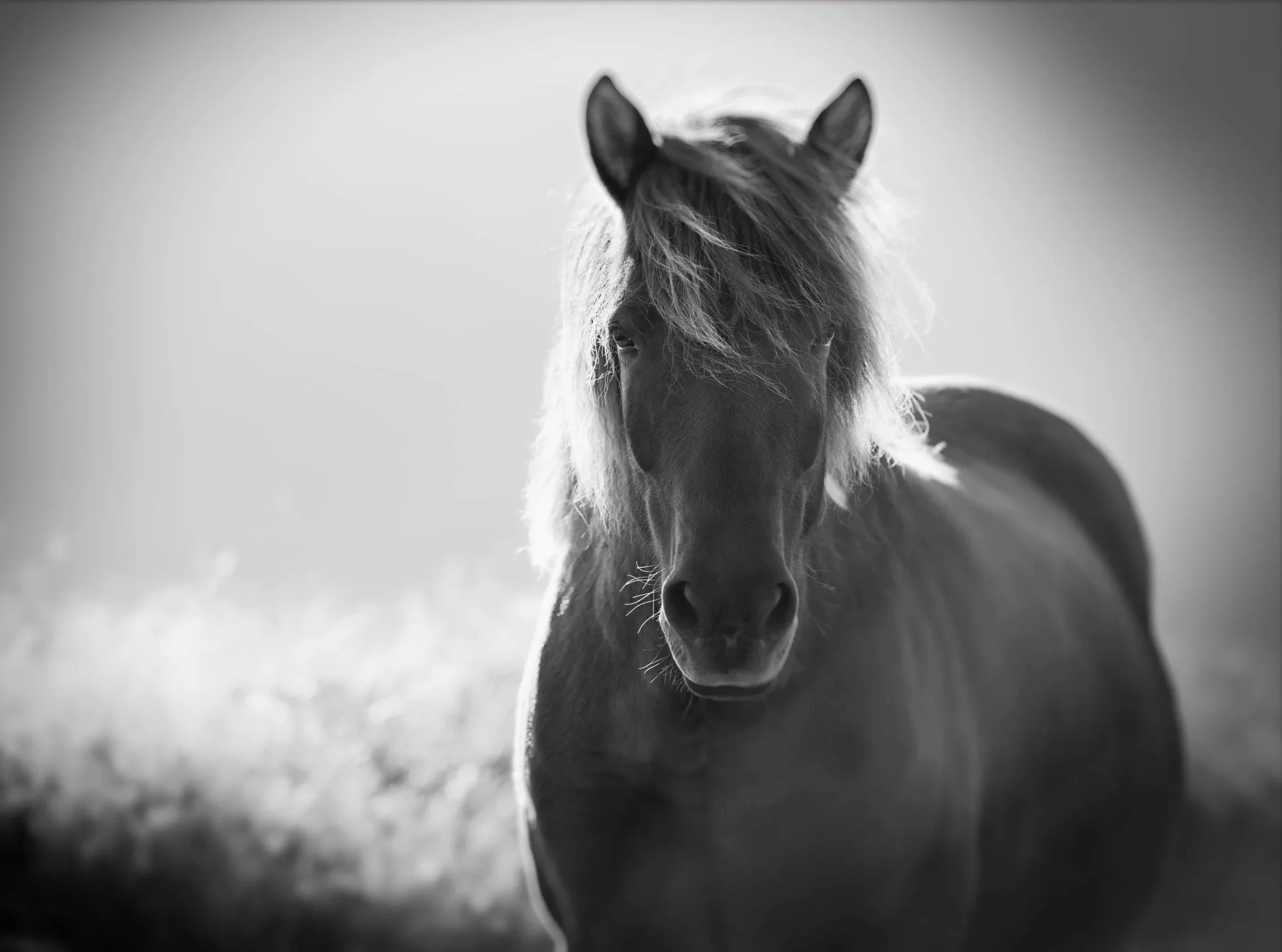 Icelandic Pony in Iceland Black and White Fine Art Photograph by Christy Dunn Equine Photographer