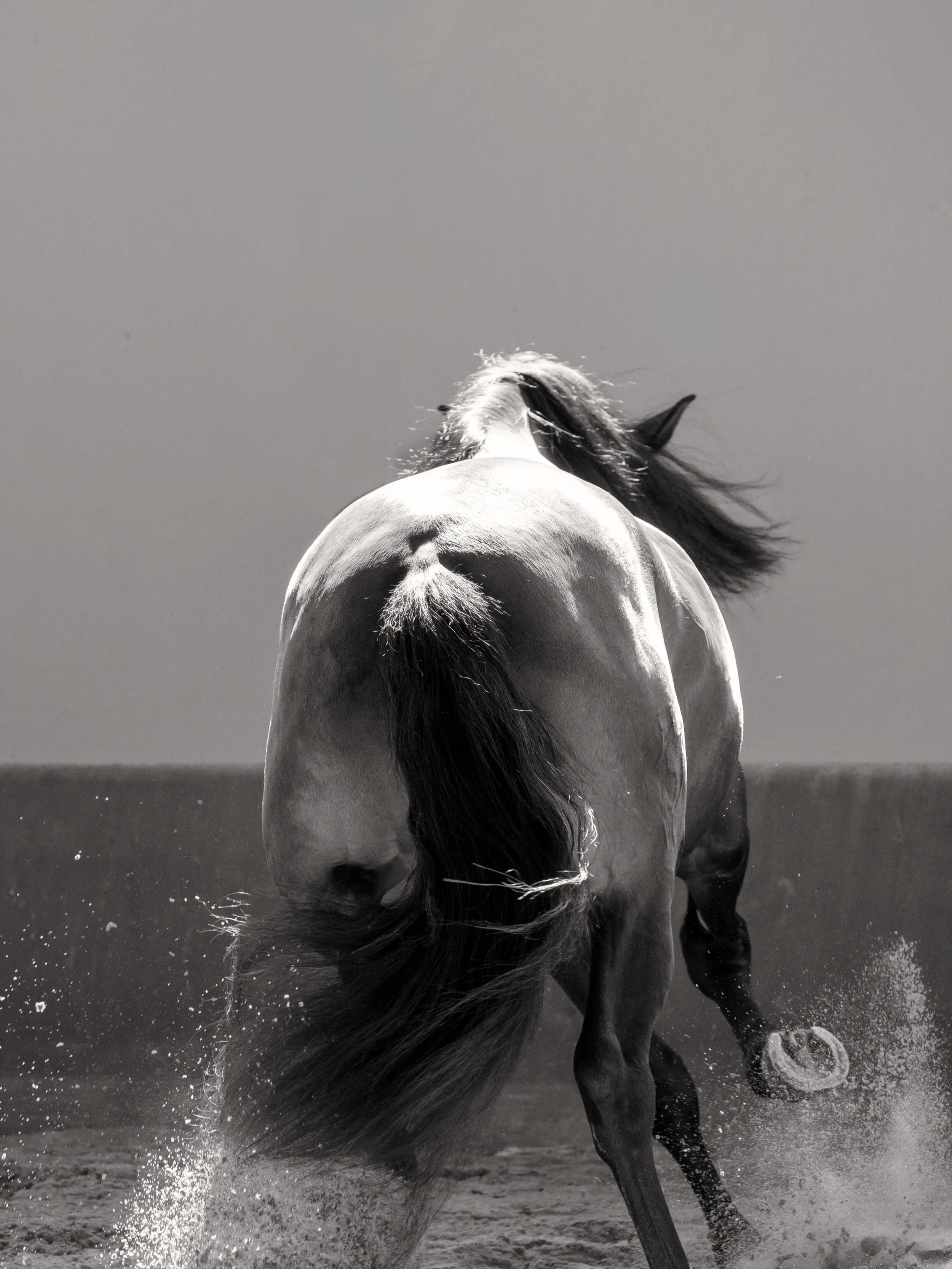 Lusitano in action by Christy Dunn Horse Photographer