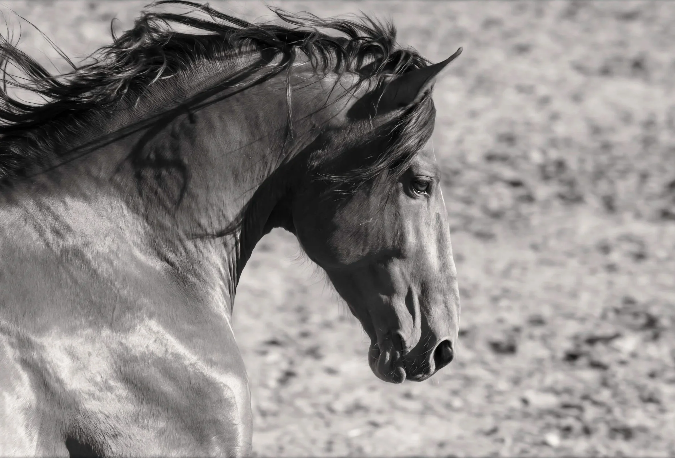 Lusitania Horse in action Portugal by Christy Dunn Equine Photographer